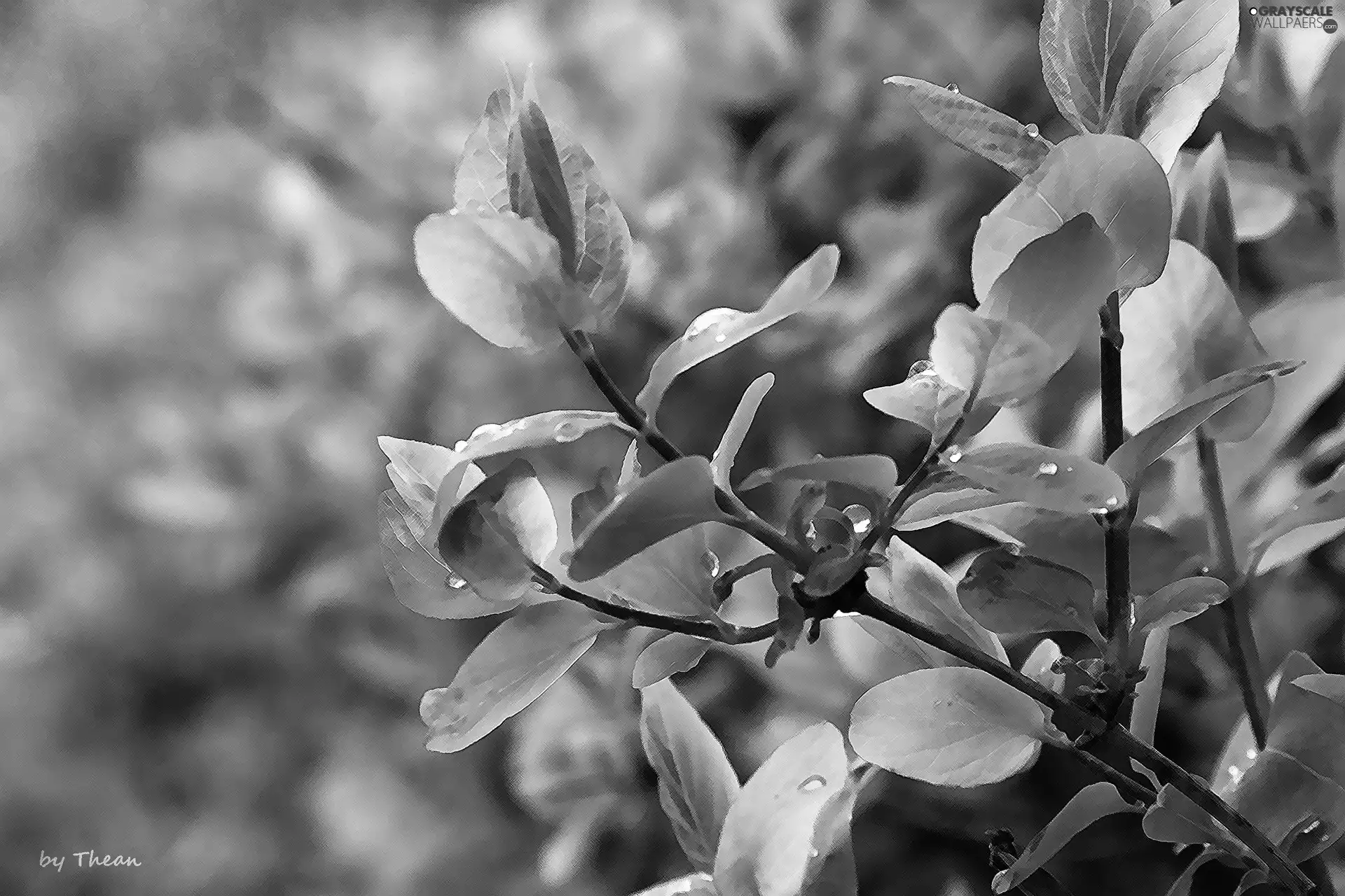 leaves, young, green ones