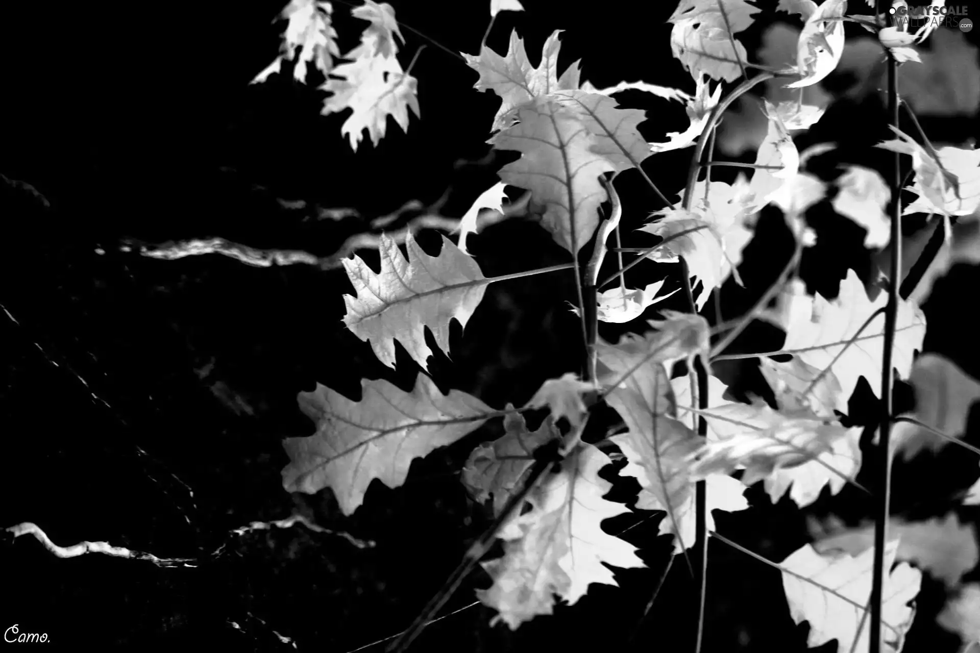 green ones, leaves