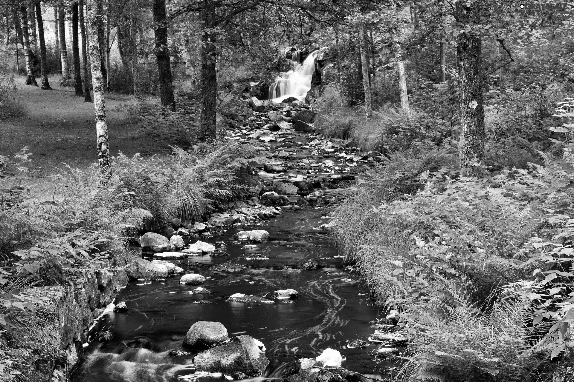 green, forest, stream