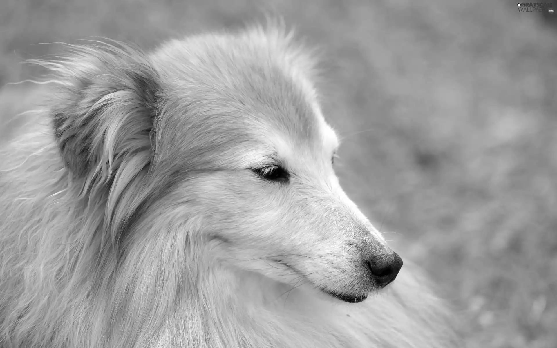 Dog, long, hair, muzzle