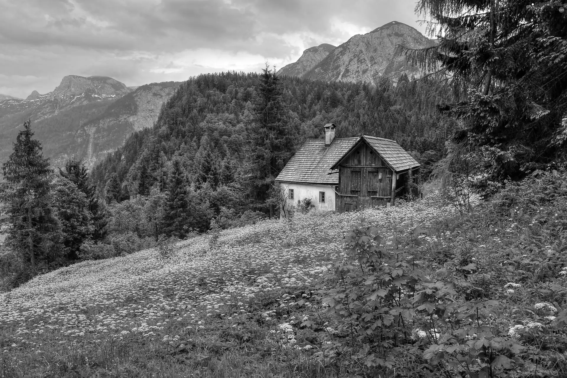 Home, Flowers, woods, Meadow, Mountains