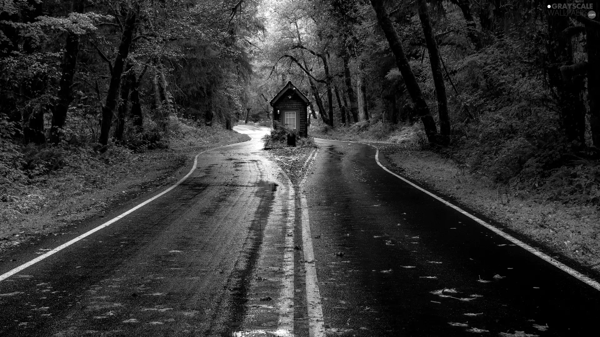 viewes, Home, forest, trees, Way