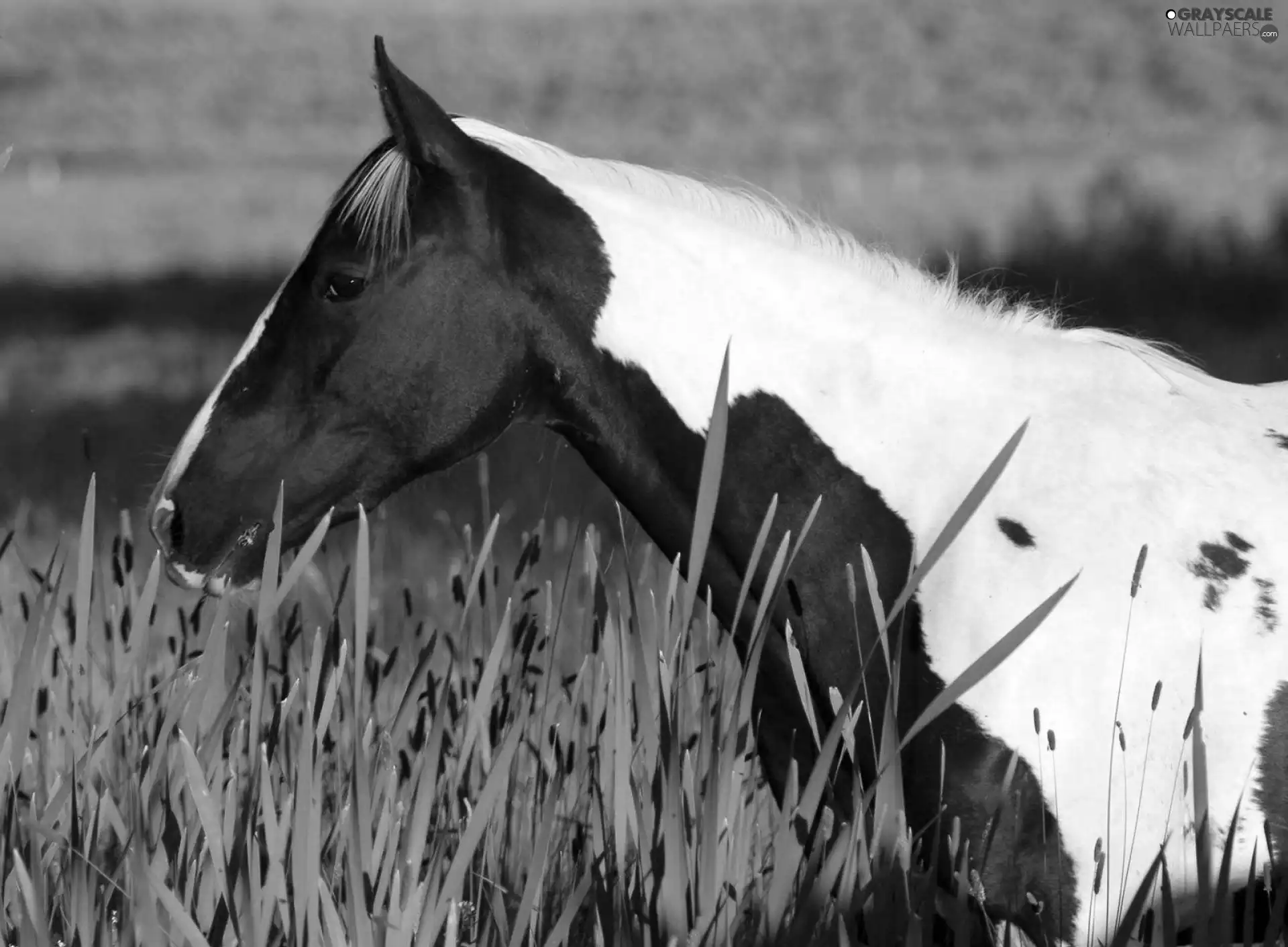 pinto, Horse