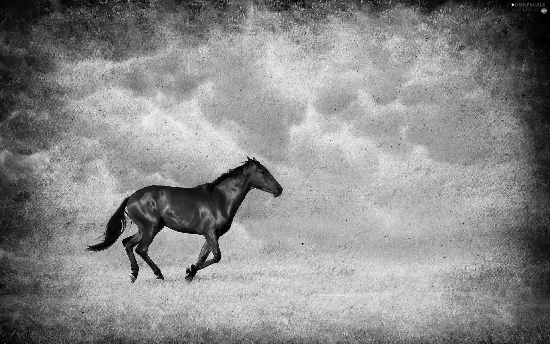 running, Horse