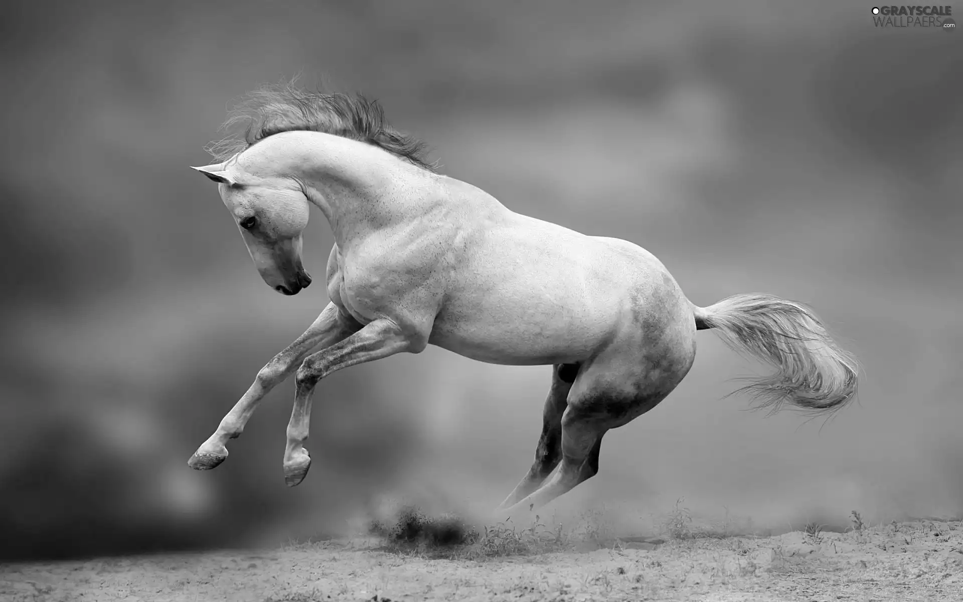 White, Horse