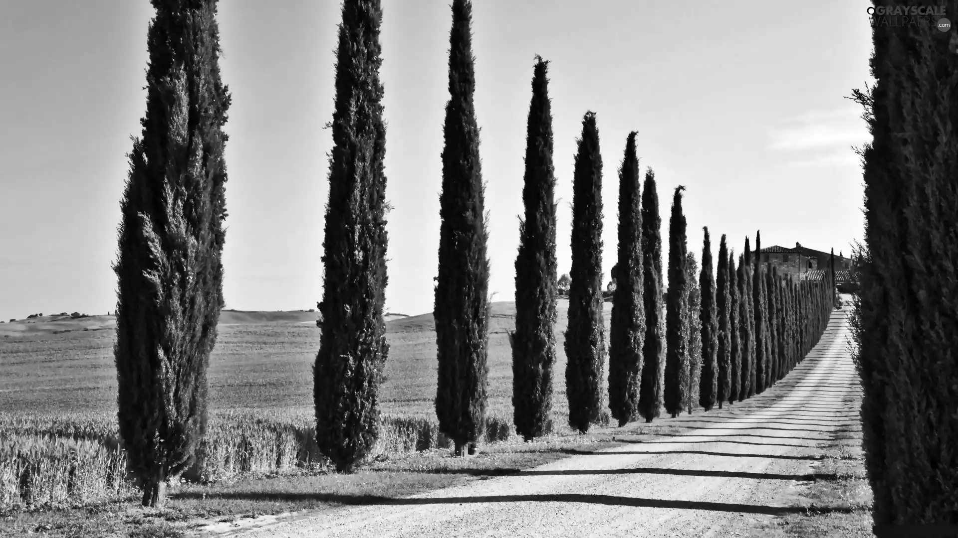 Way, Meadow, house, cypresses