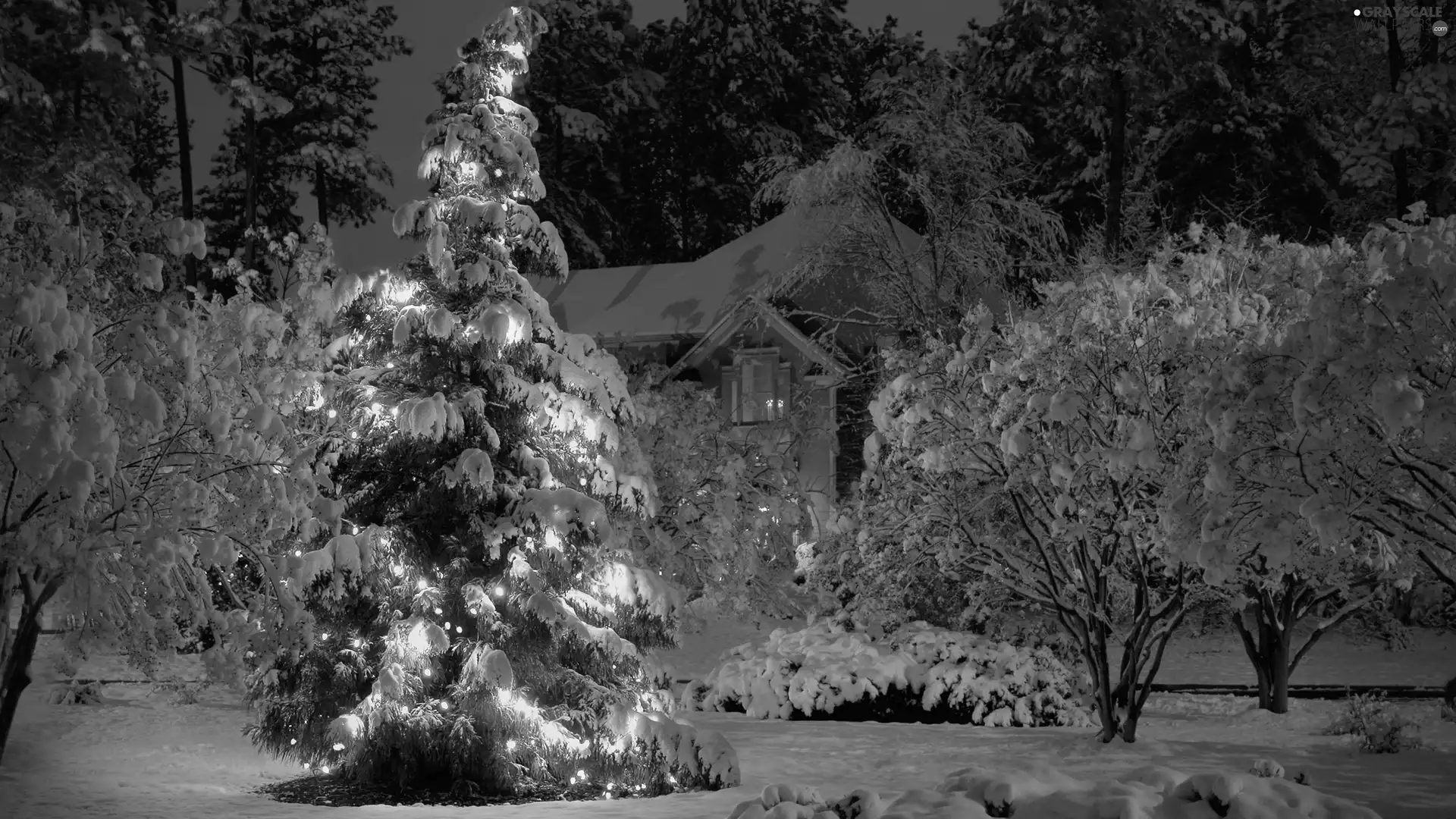 christmas tree, winter, illuminated