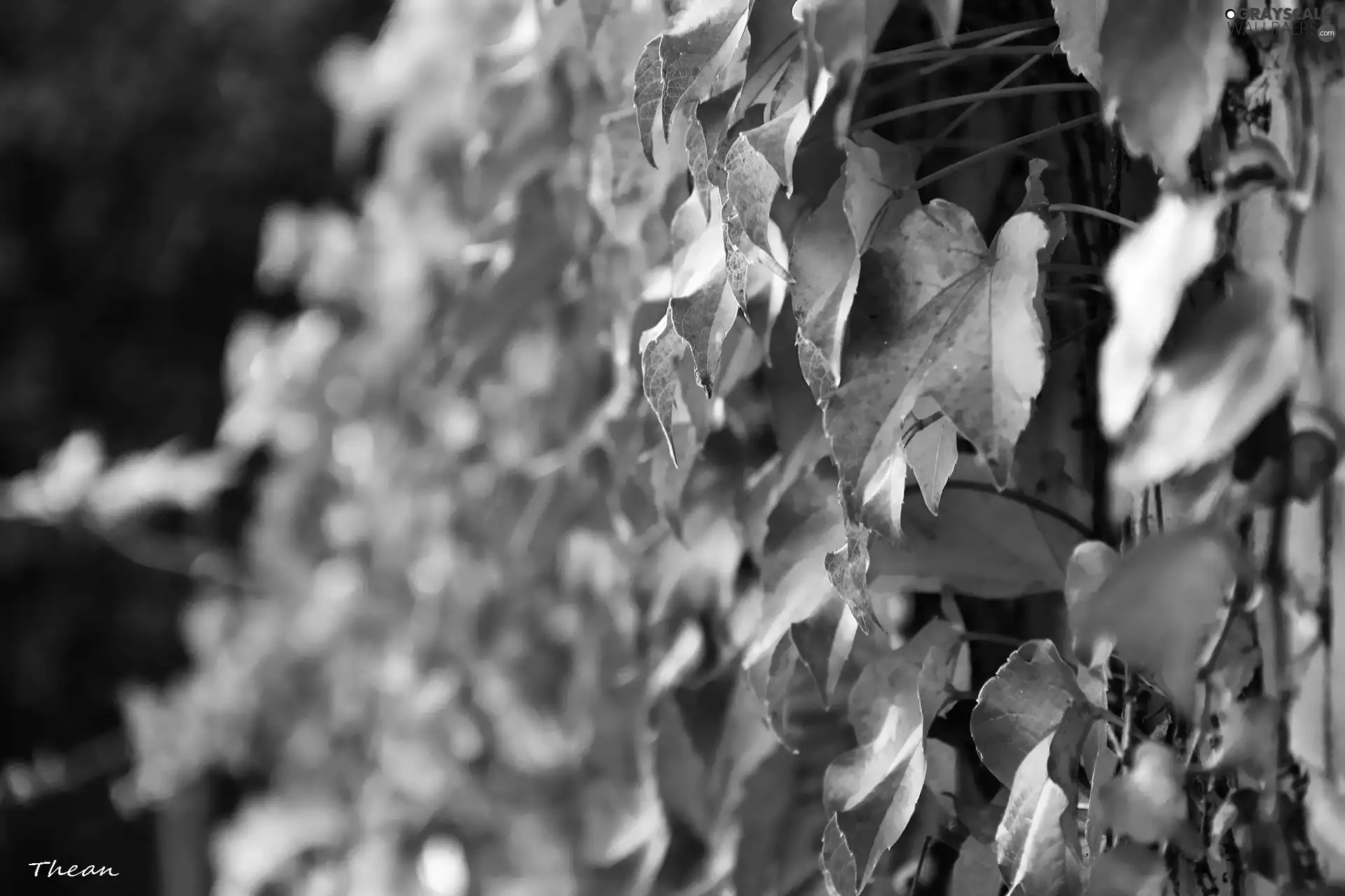 ivy, Red, Leaf