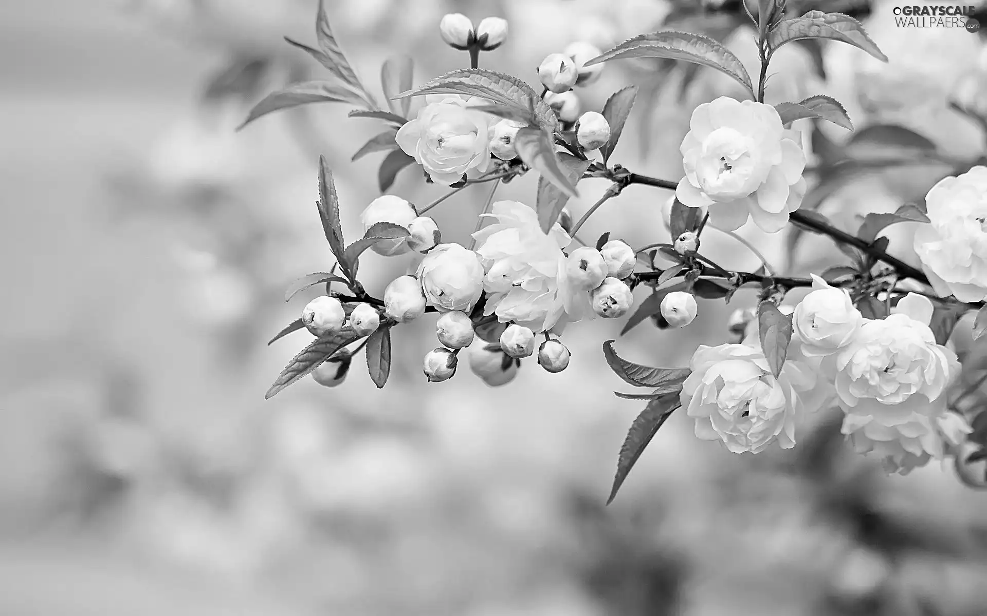 kirsch, Flowers, Rising