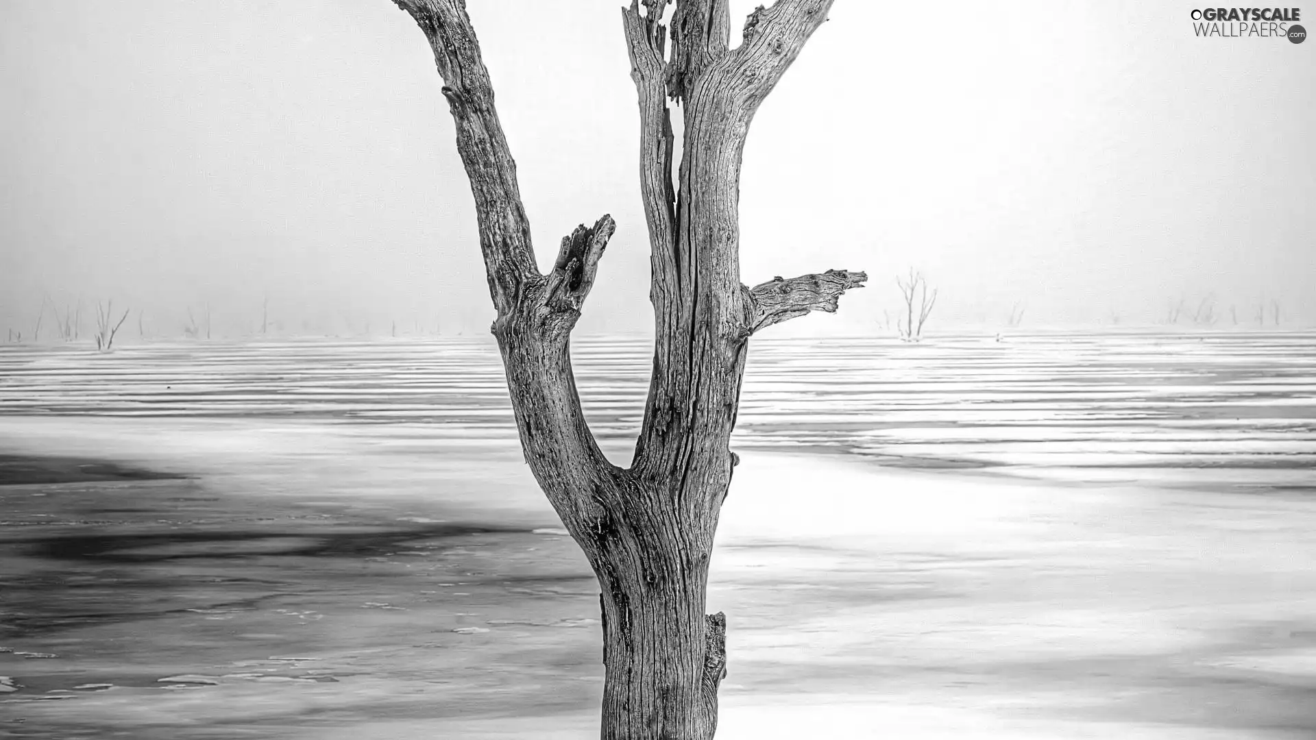 lake, winter, trees, frozen, dry