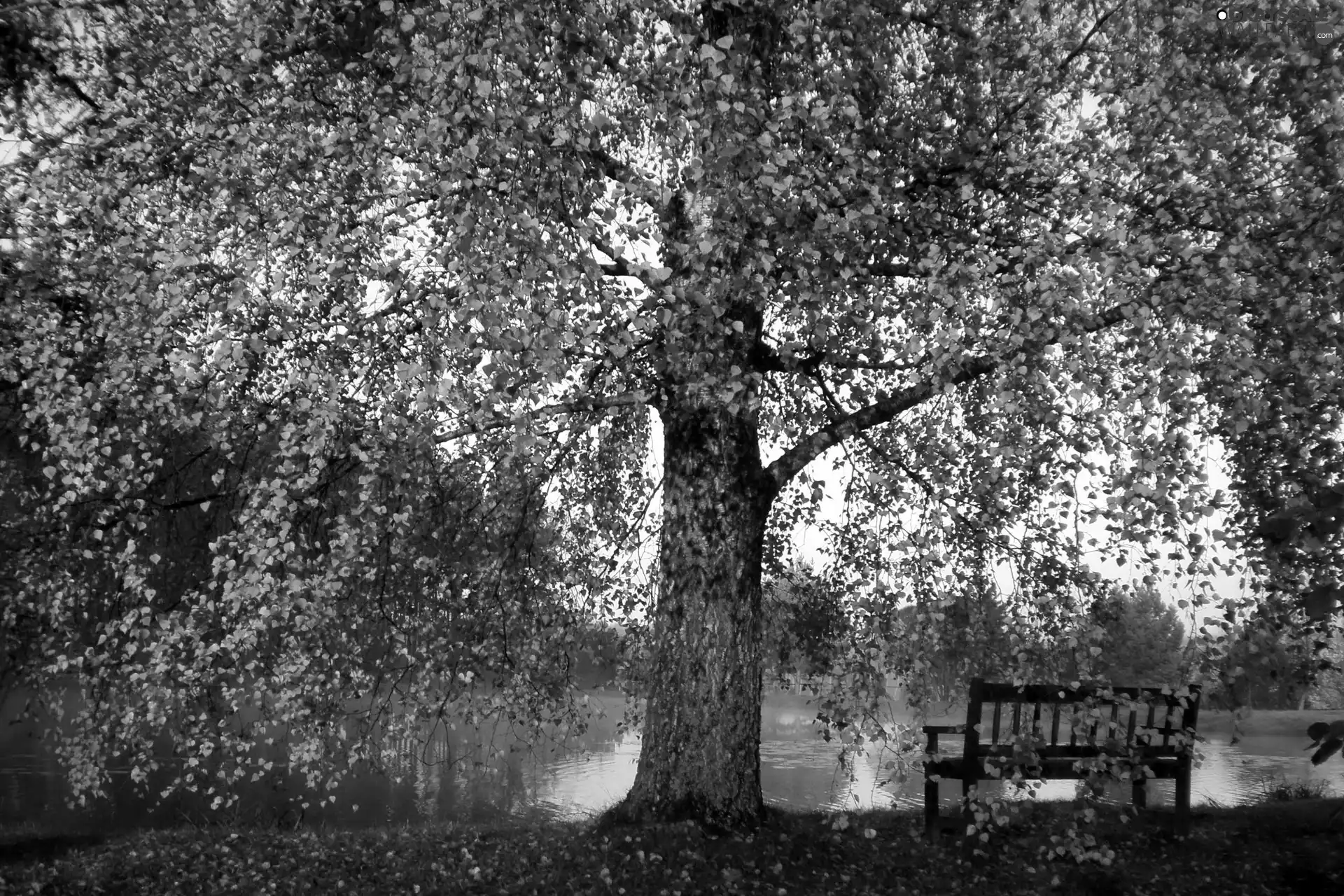 viewes, River, Leaf, autumn, Bench, trees