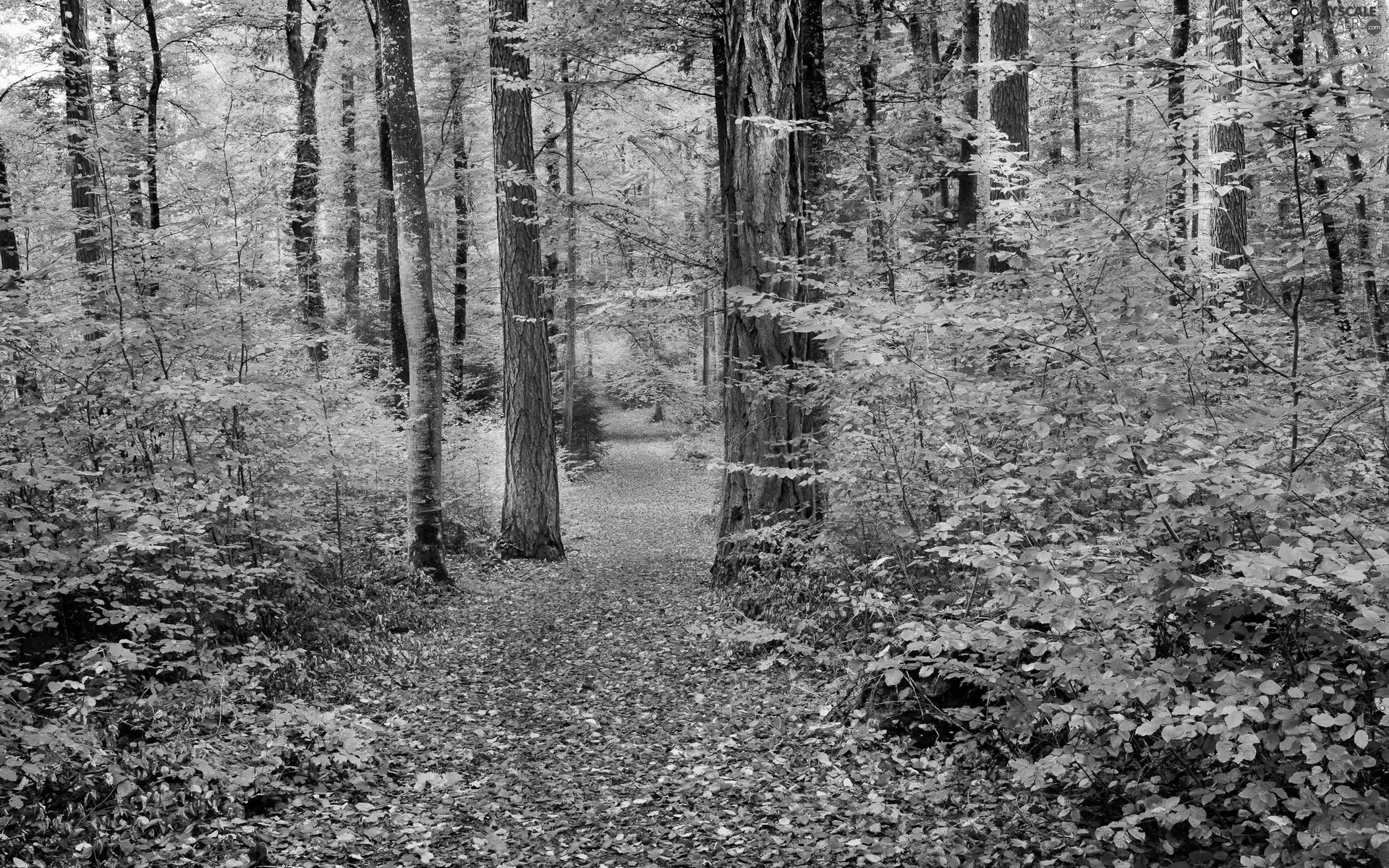 Leaf, autumn, trees, viewes, forest