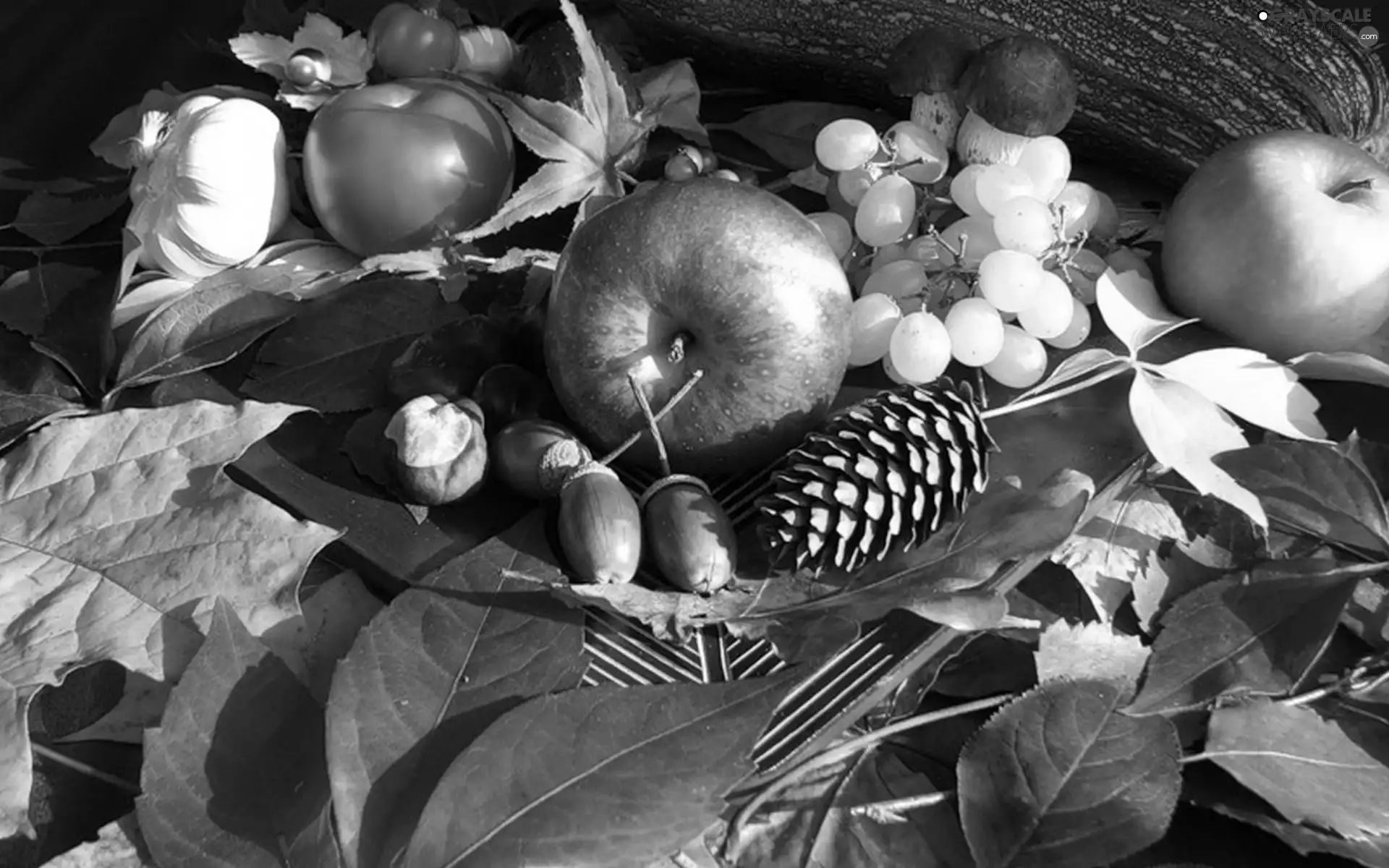 Leaf, Fruits, autumn