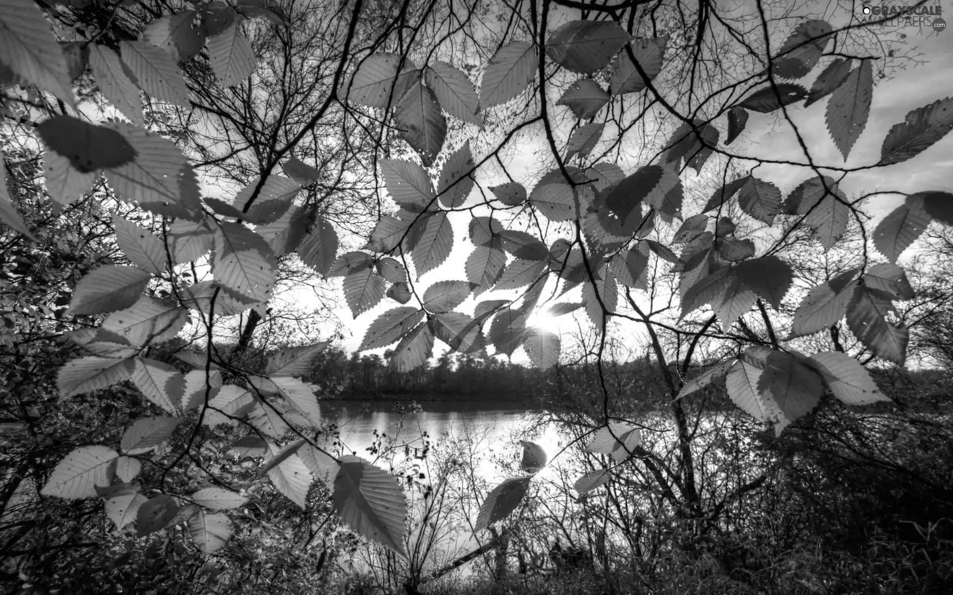 Leaf, lake, Autumn