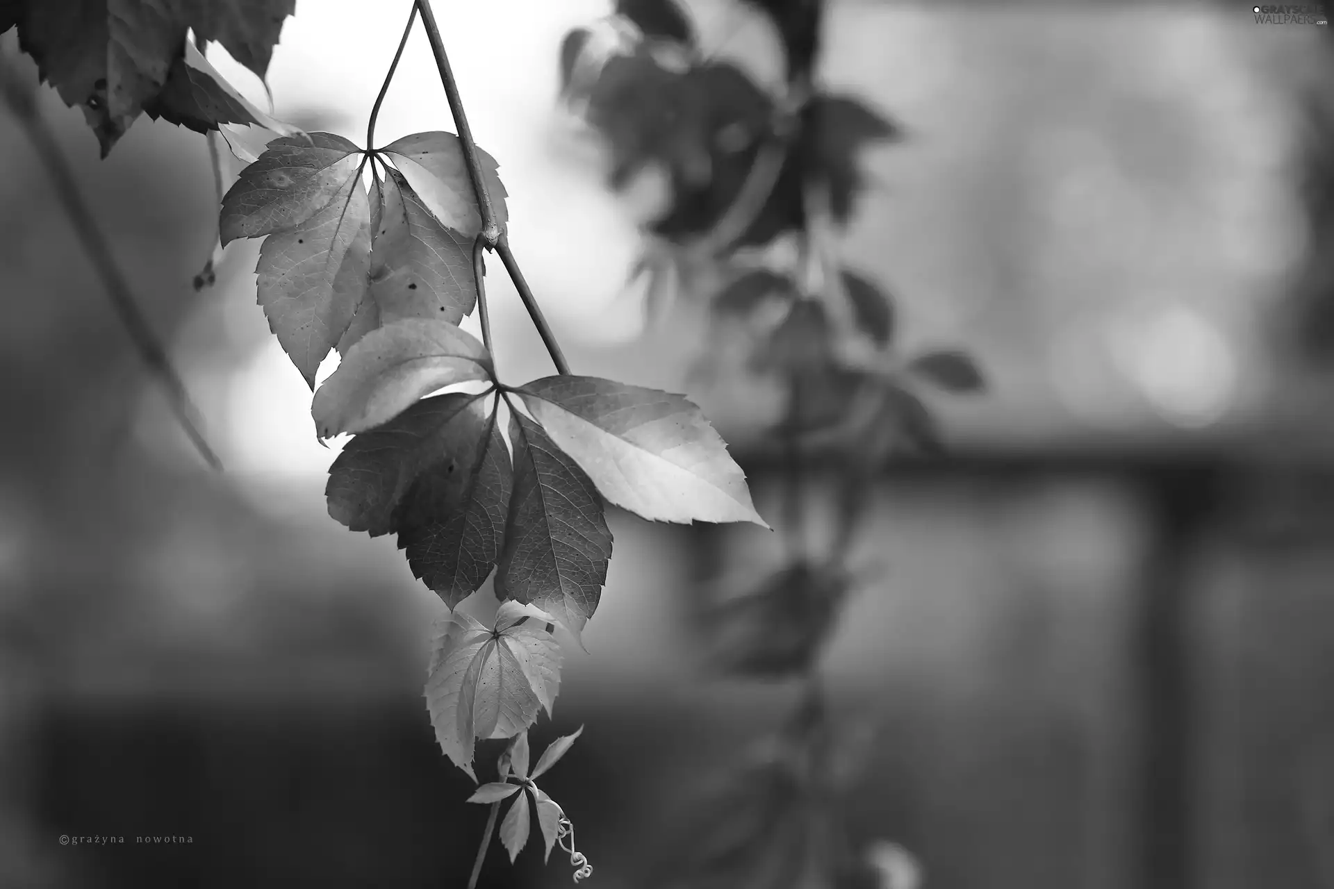 Leaf, autumn, Wine, Red, wild