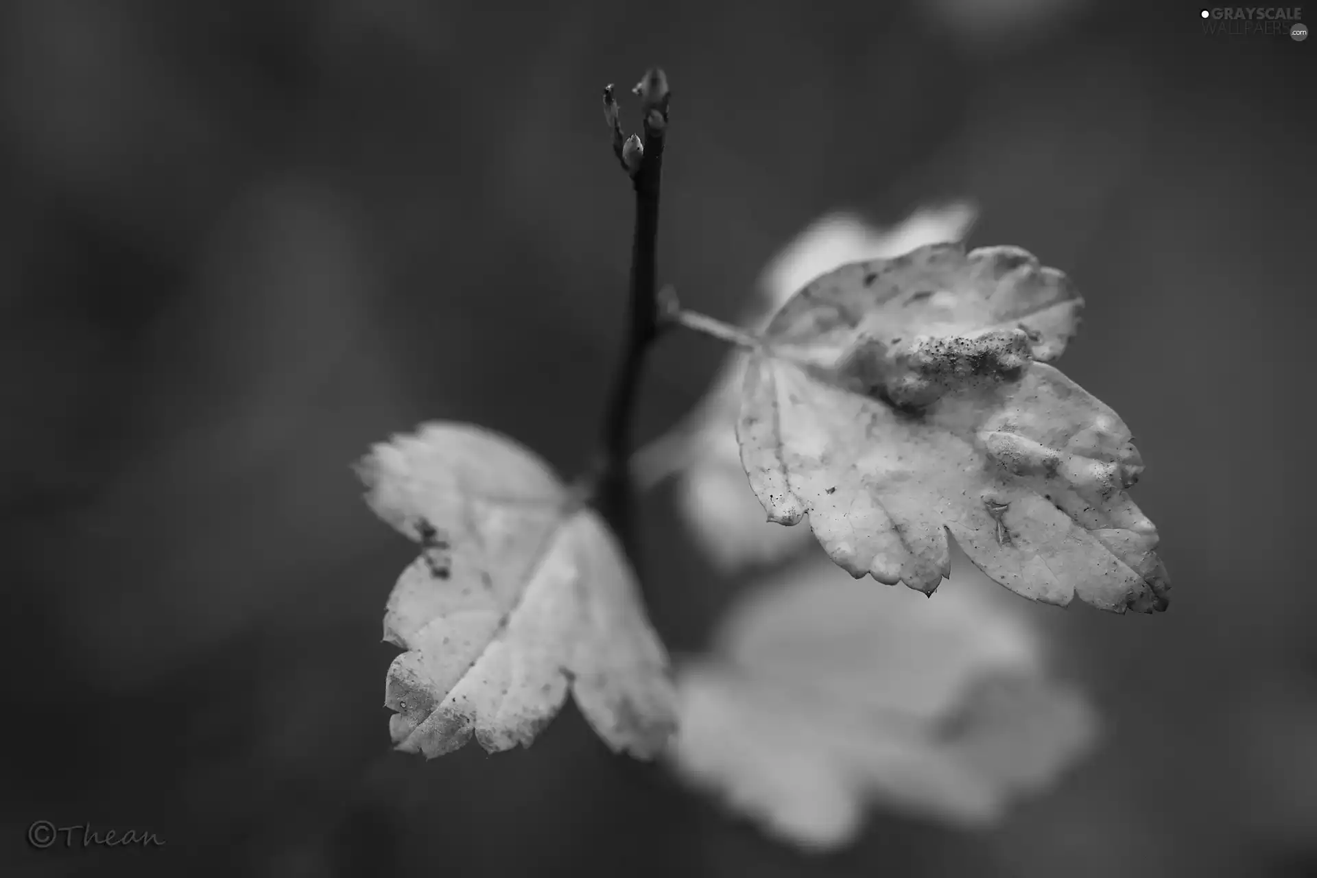 Leaf, Yellow, Autumn