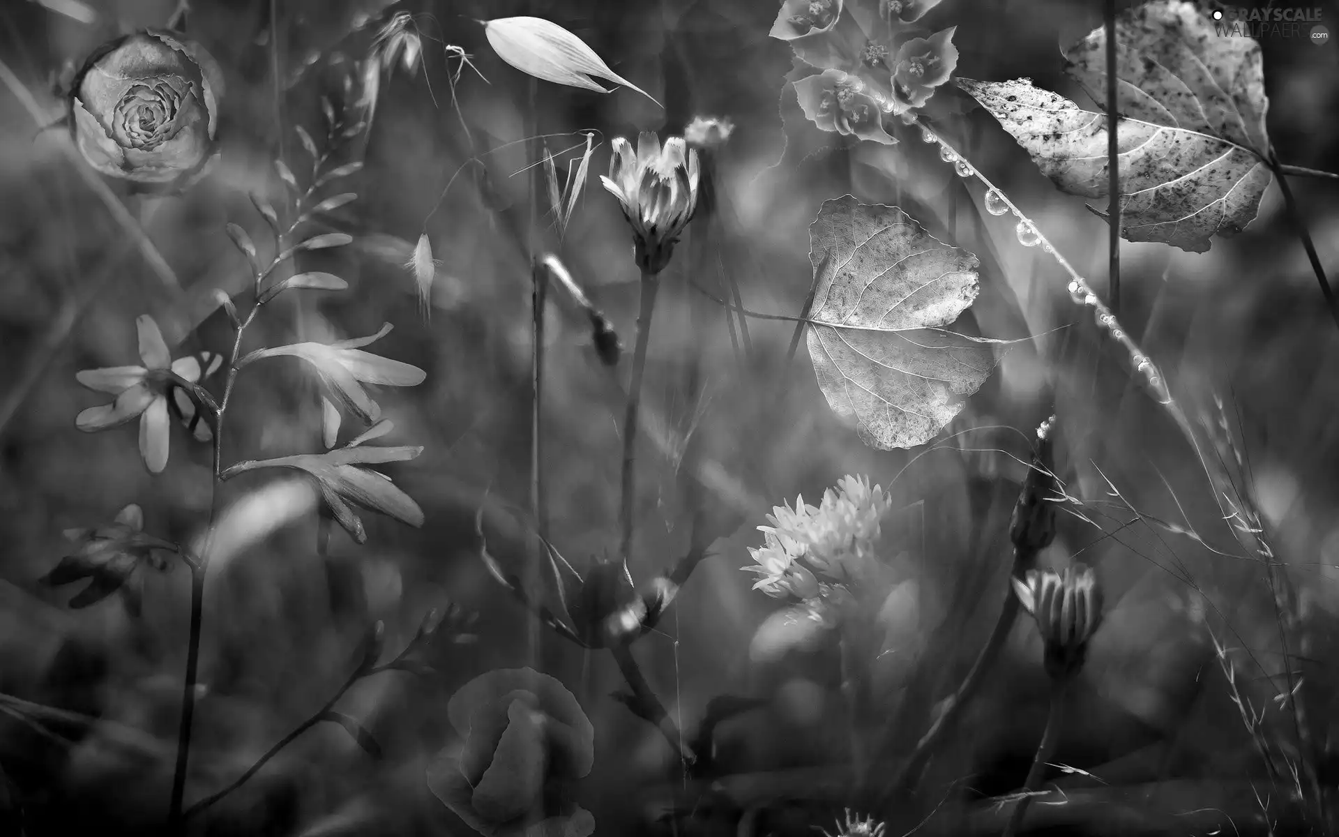 Flowers, Leaf