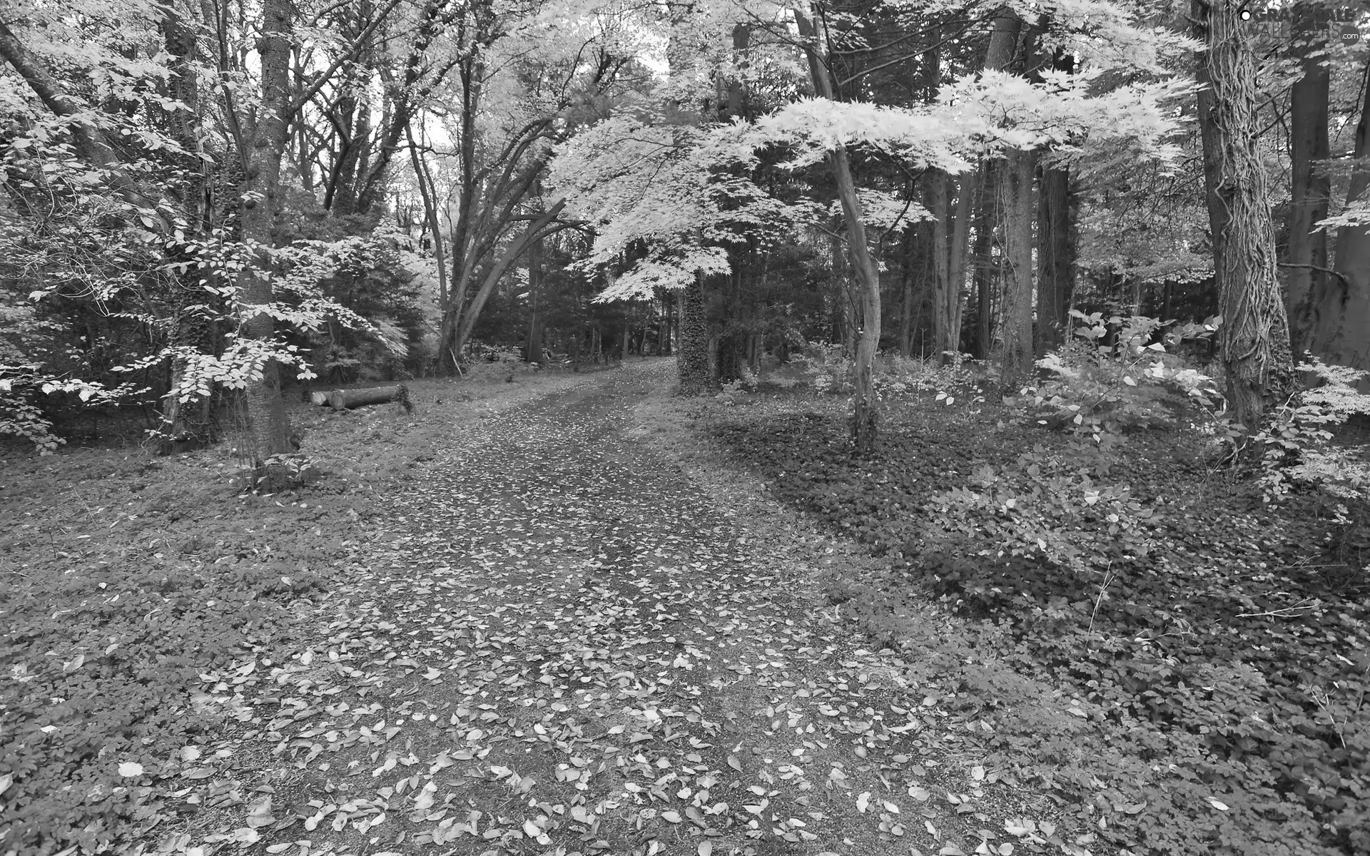 forest, autumn, Leaf, Way