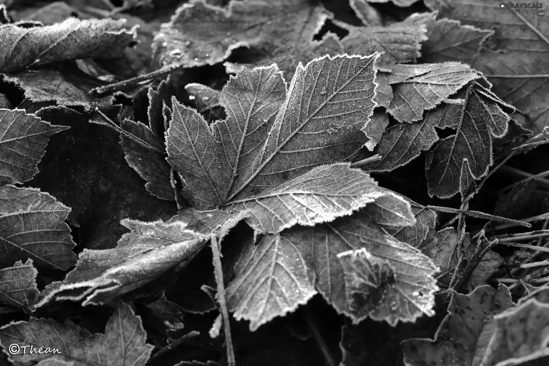 frozen, Leaf