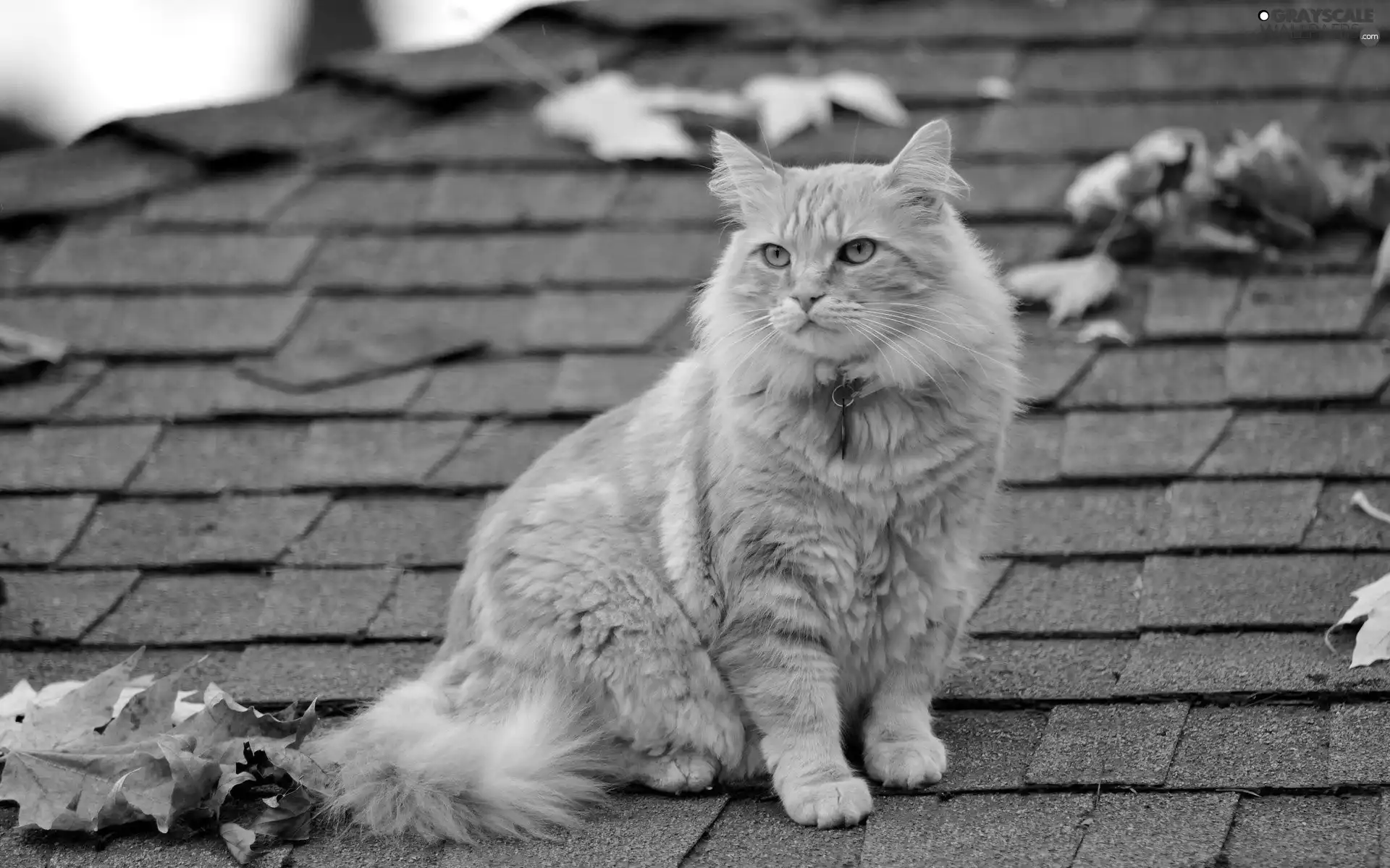 ginger, the roof, Leaf, kitten