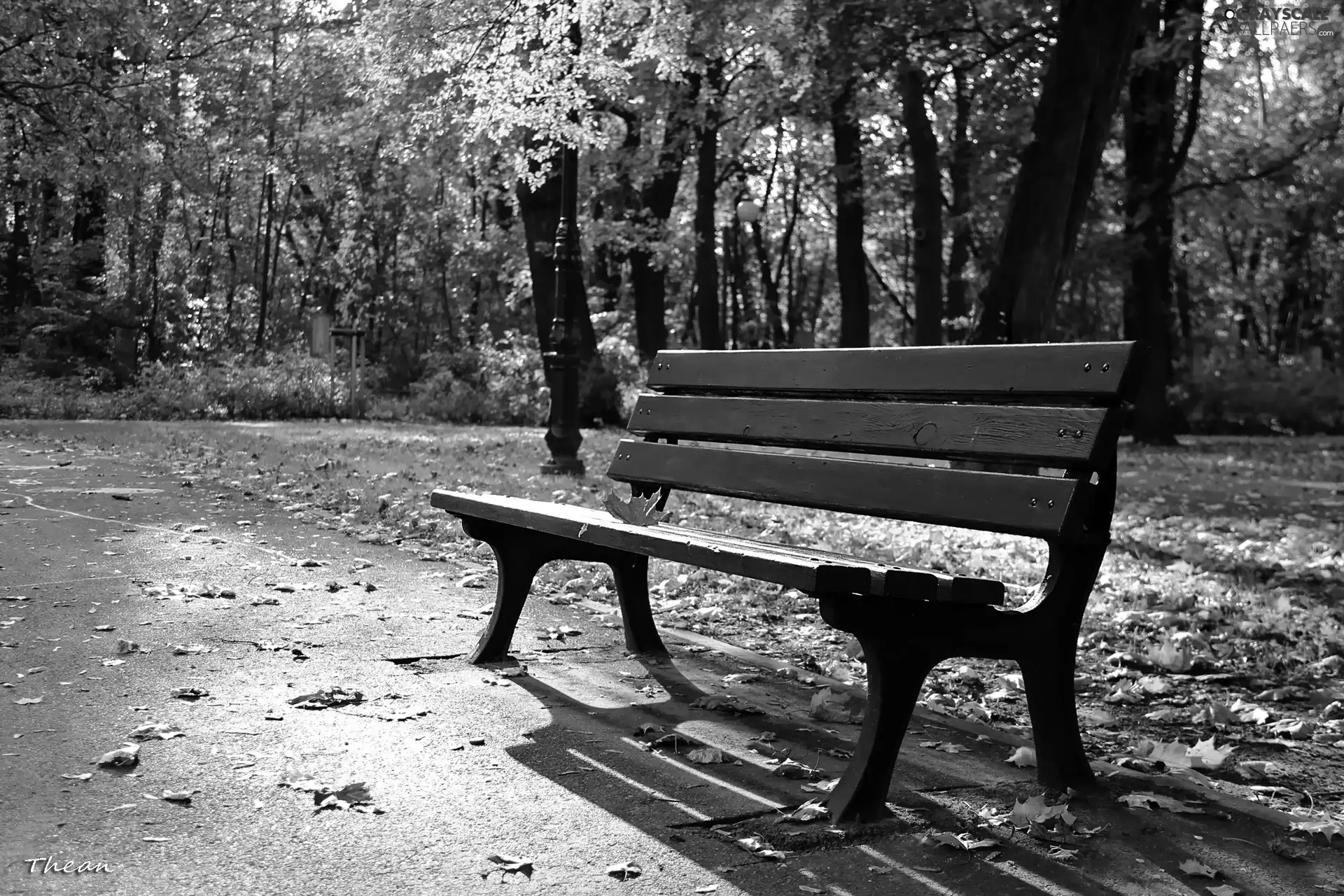 Park, Red, leaf, Bench