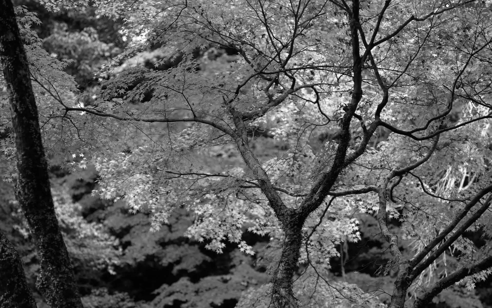 Leaf, branch pics, viewes, Red, trees