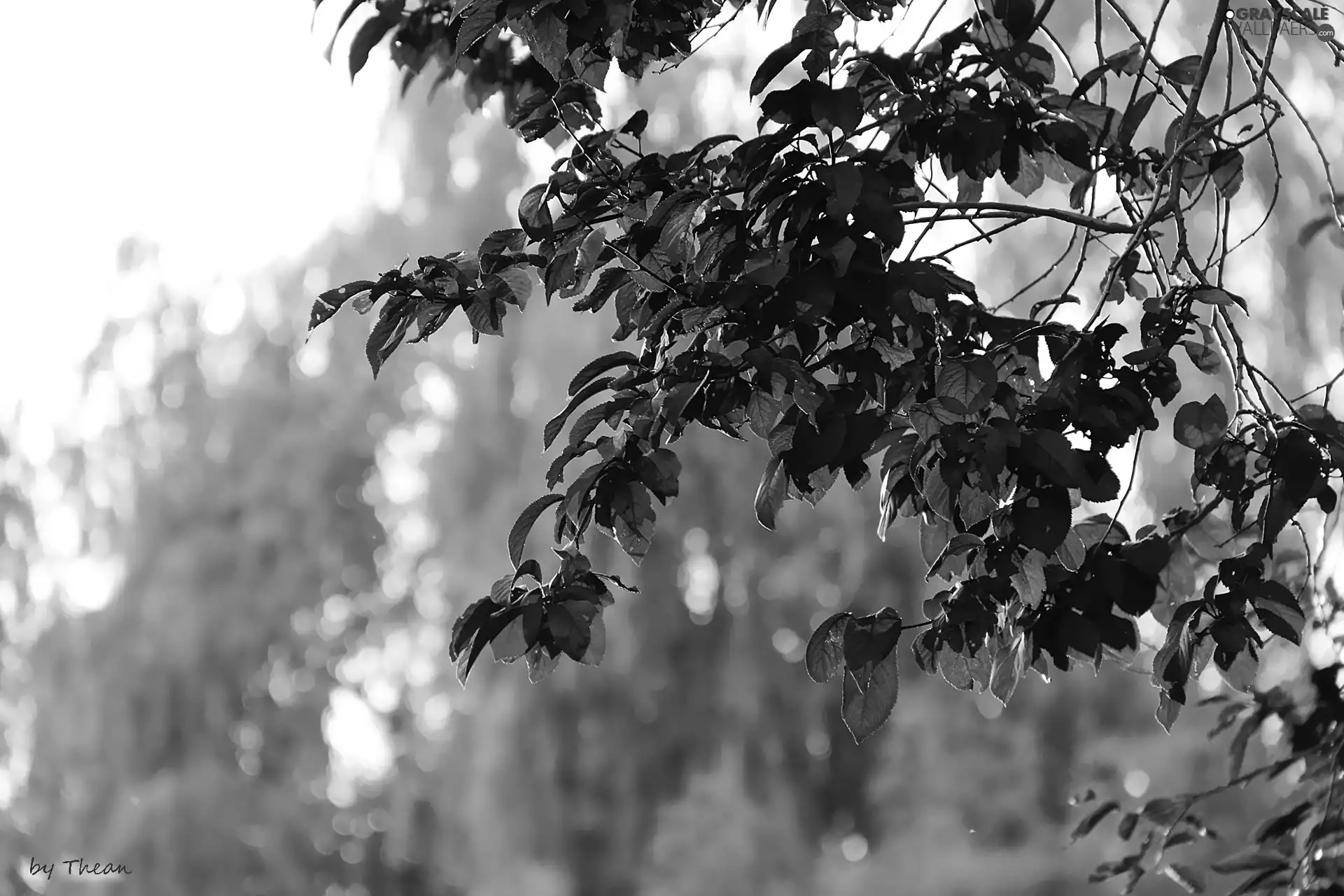 Red, Leaf