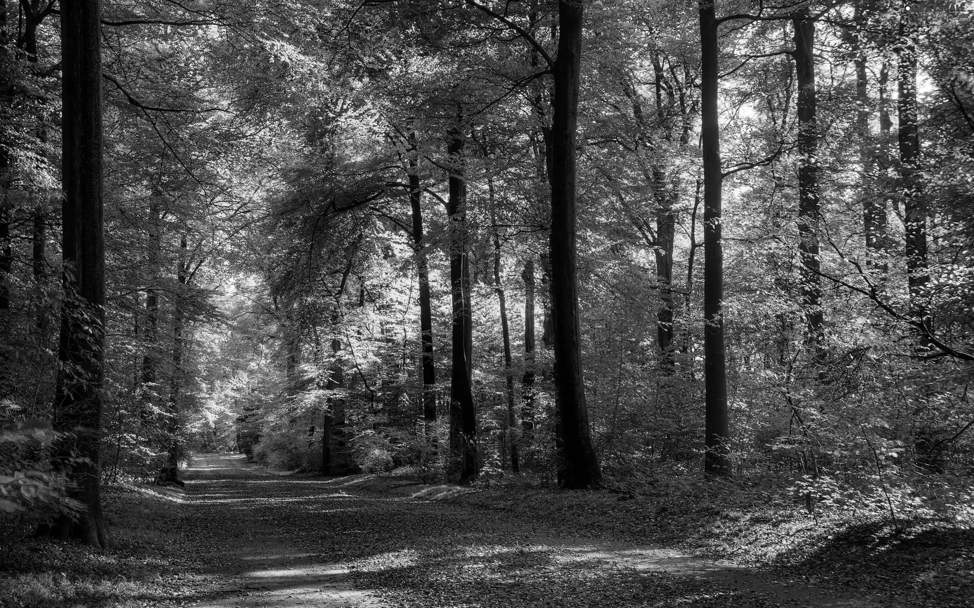 Way, forest, Leaf, Przebijające, luminosity, autumn, sun, flash, ligh