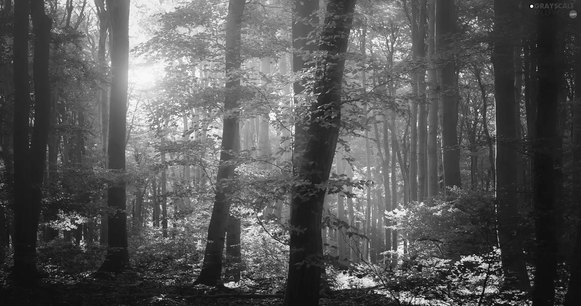 rays of the Sun, forest, Leaf