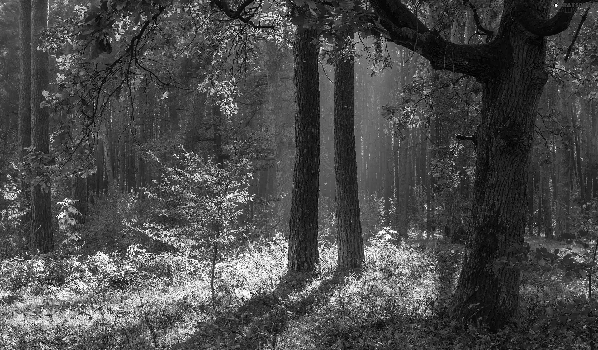 viewes, forest, Fog, Leaf, autumn, trees