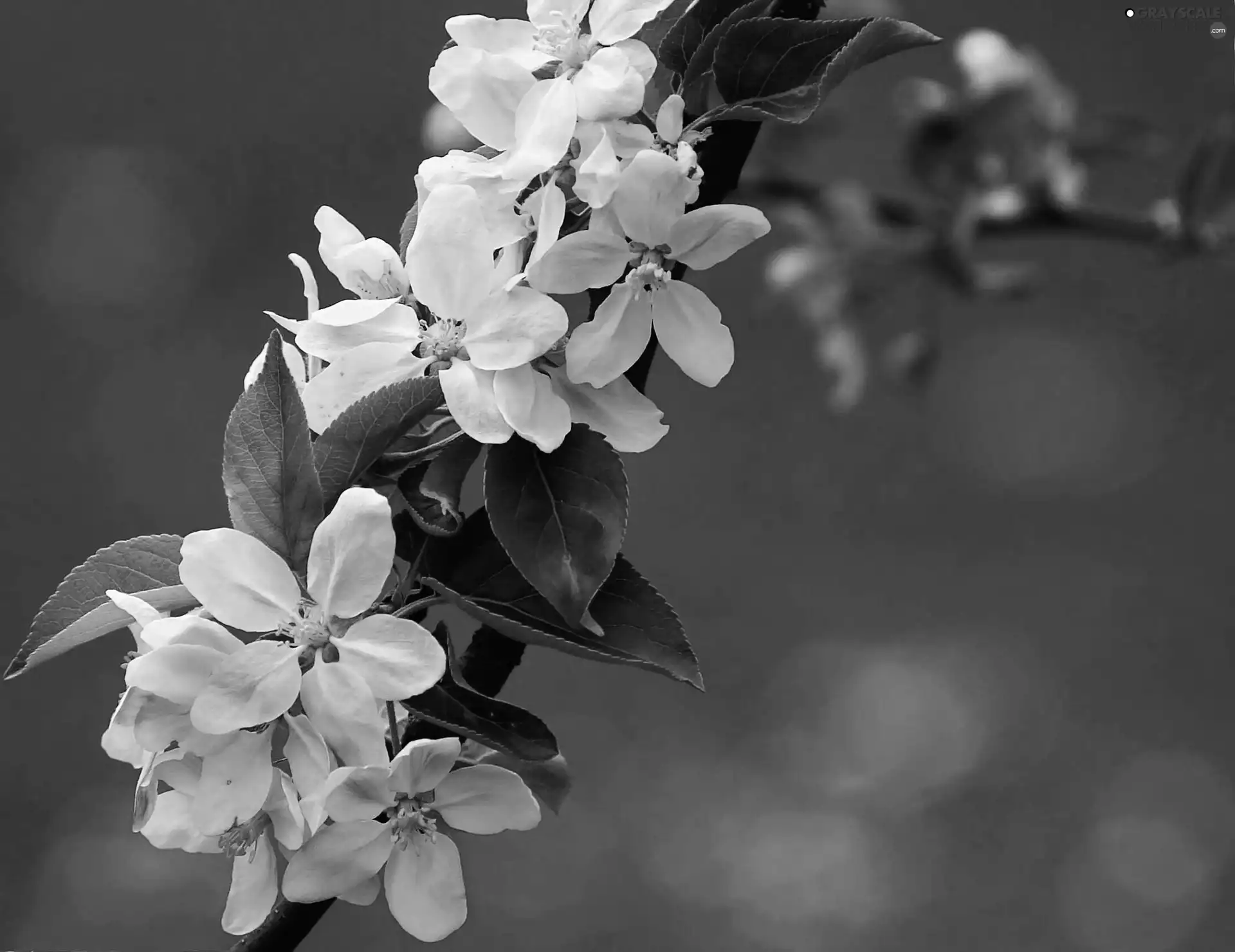 leaves, Flowers, twig