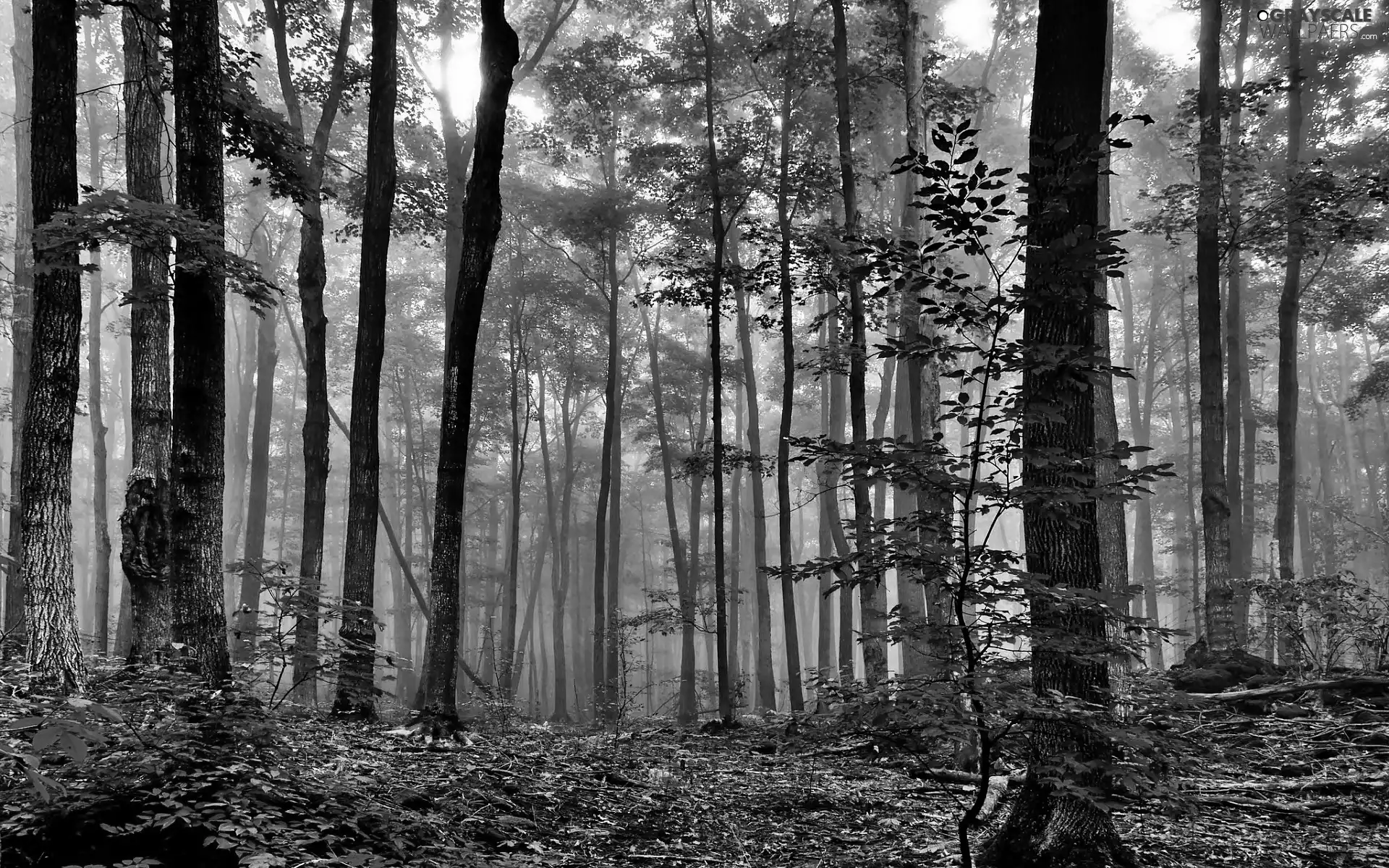 Przebijające, ligh, Fog, sun, luminosity, forest, autumn, flash