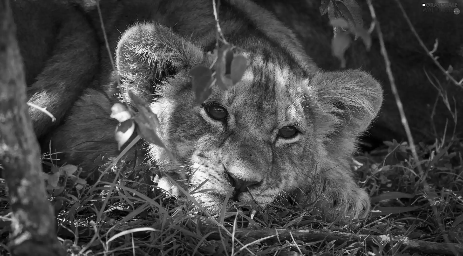 grass, little doggies, lion