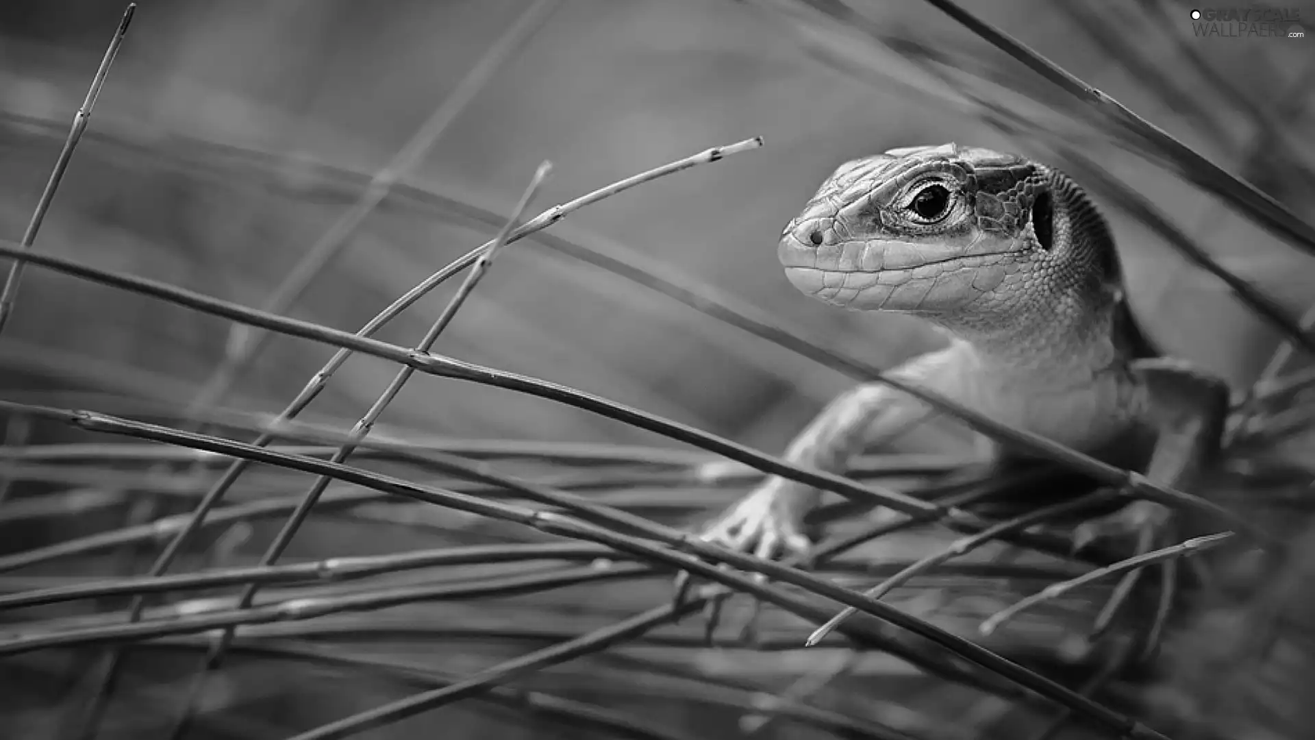 lizard, brown, Green