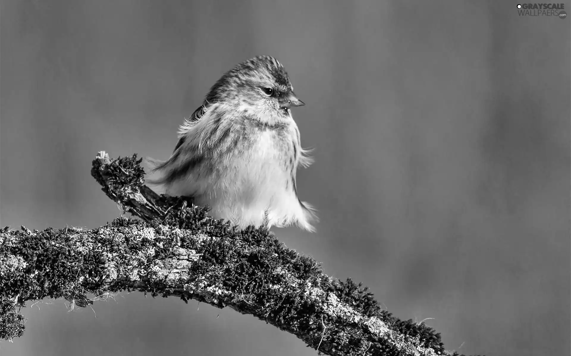 color, Lod on the beach, Moss, birdies