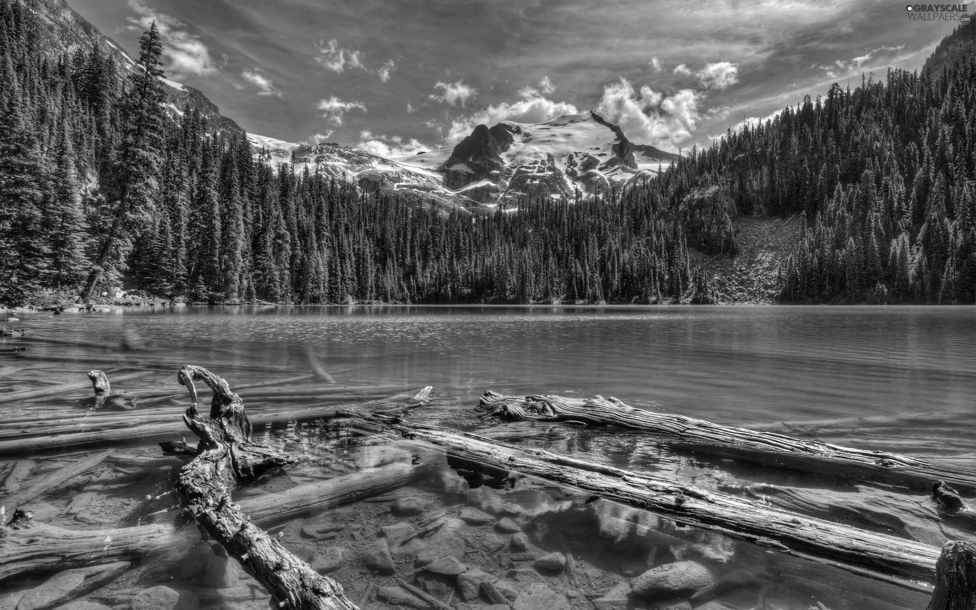 Logs, woods, lake