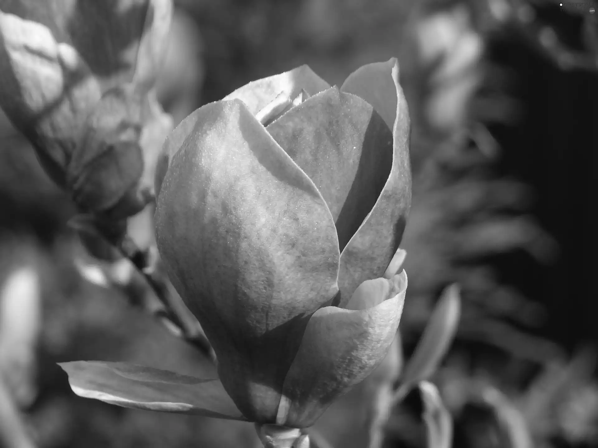 bud, Magnolii