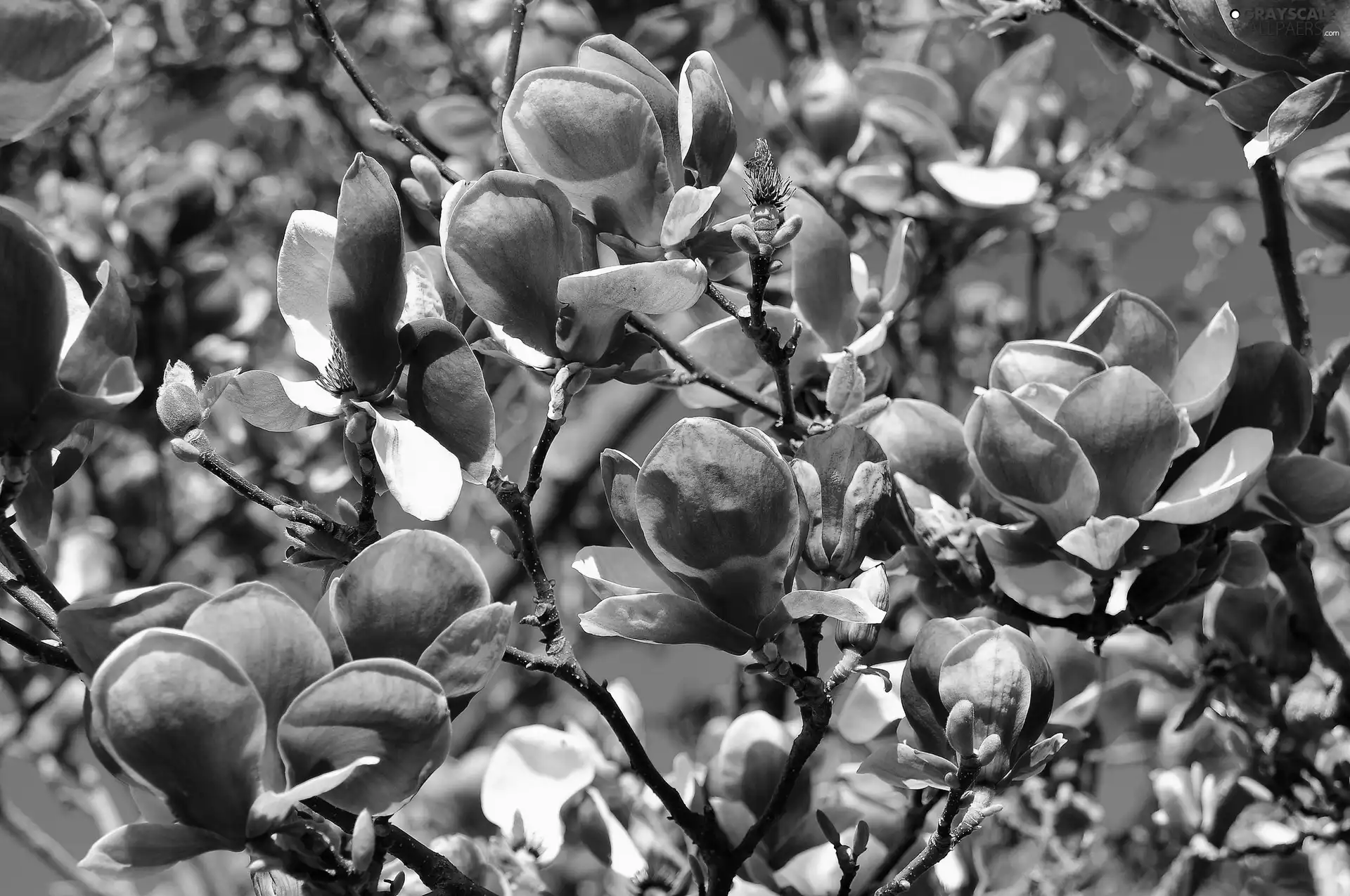 Flowers, viewes, Magnolii, trees