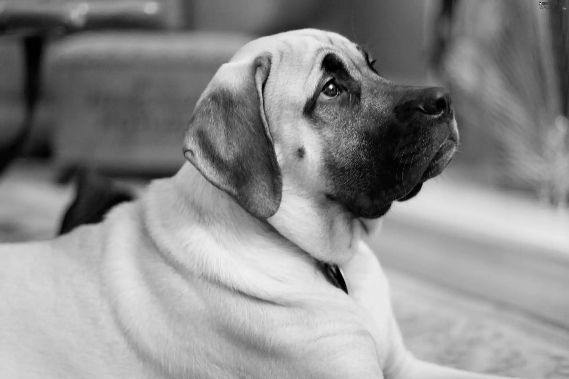 muzzle, English mastiff