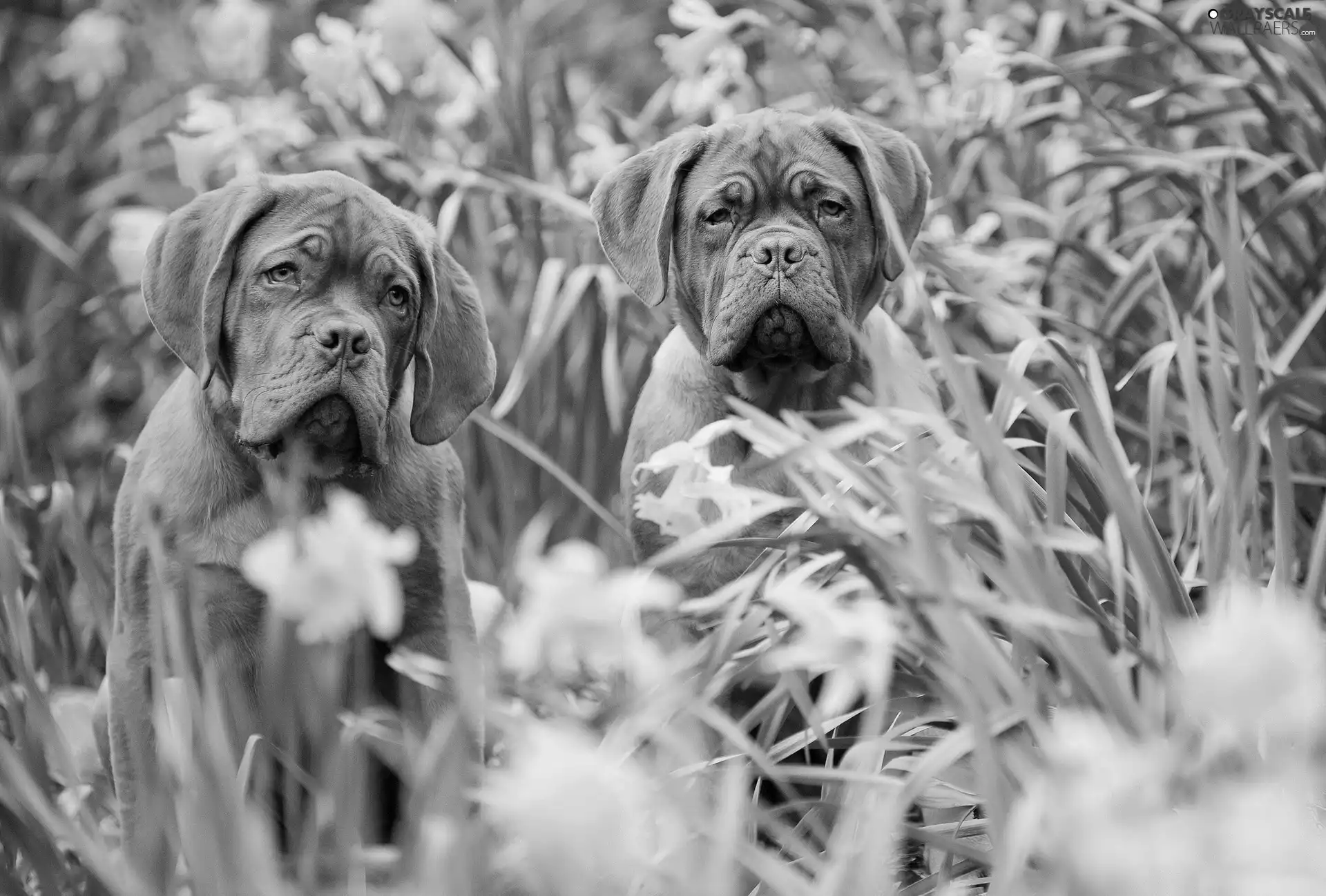 Two cars, Great Danes de Bordeaux