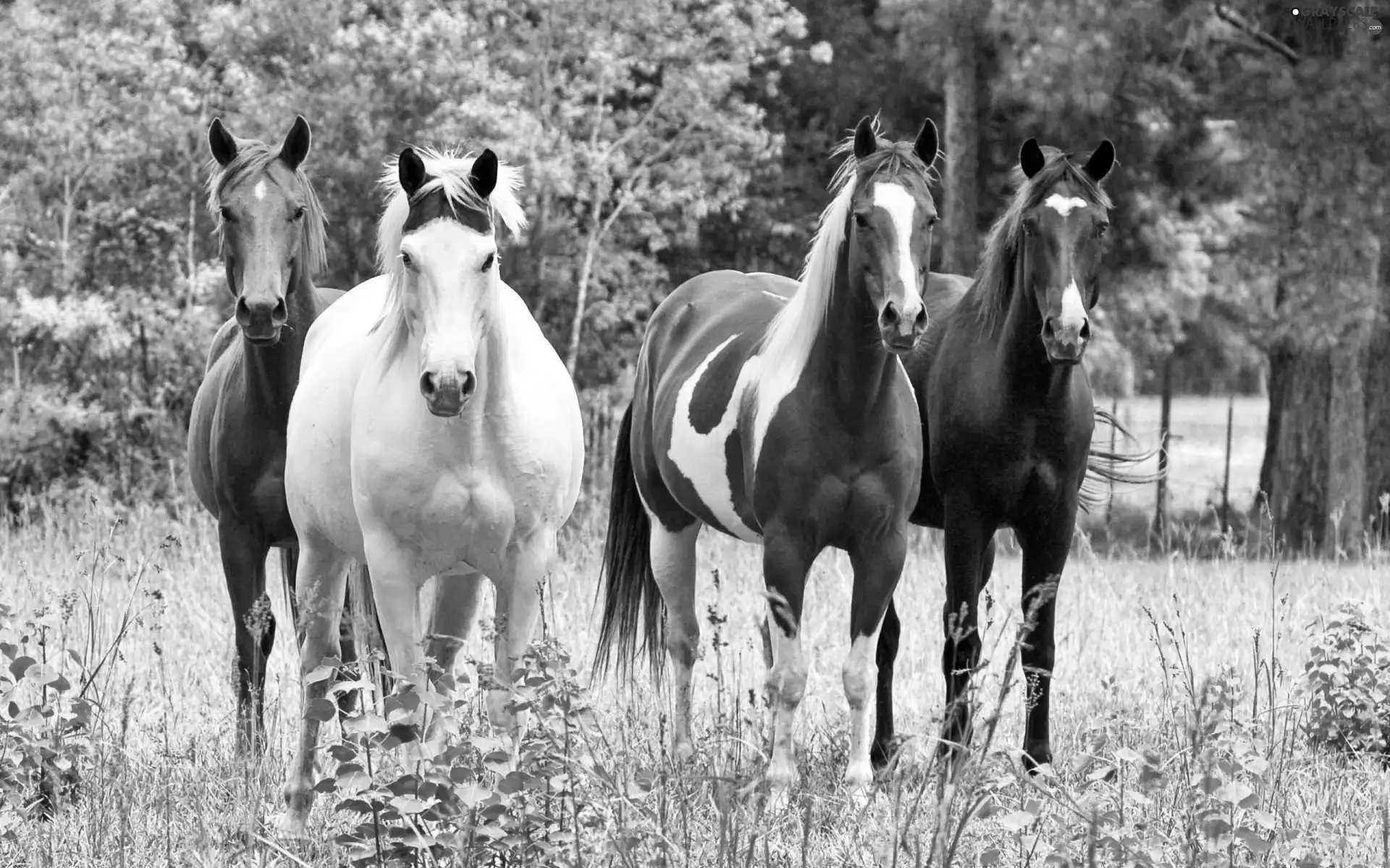 Meadow, four, bloodstock