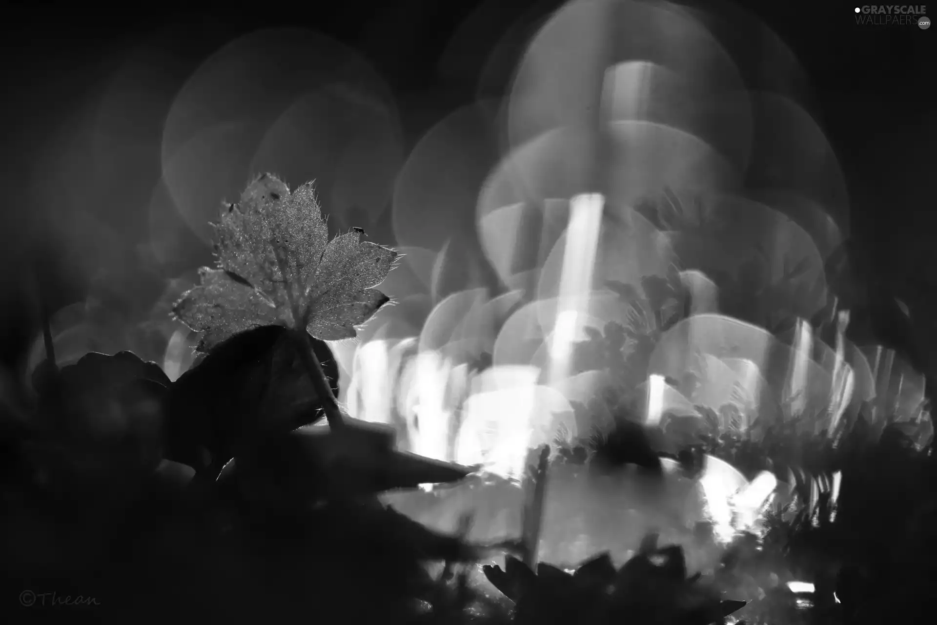 meadow, Bokeh, evening, an, leaf