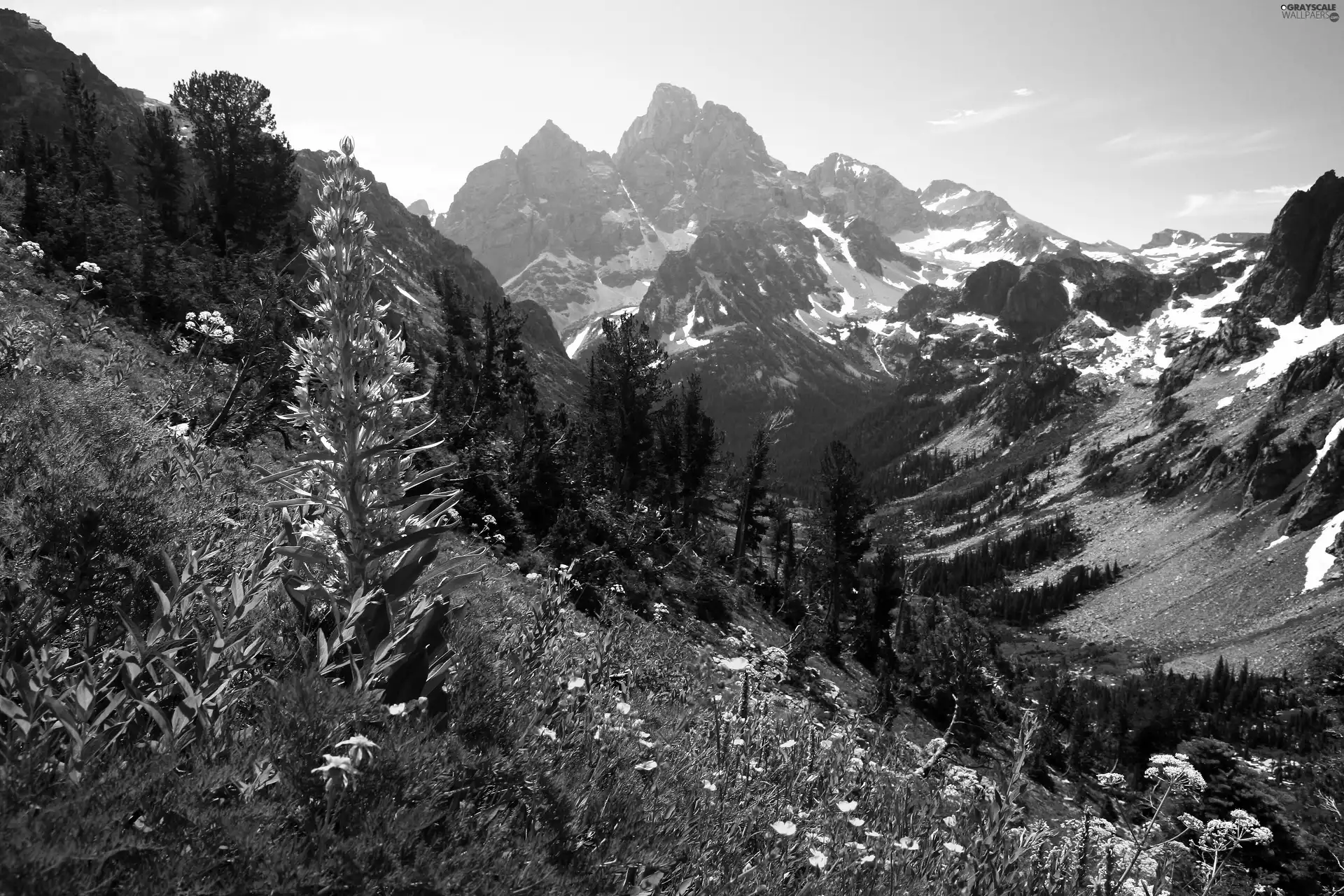 Snowy, Mountain, Meadow, peaks