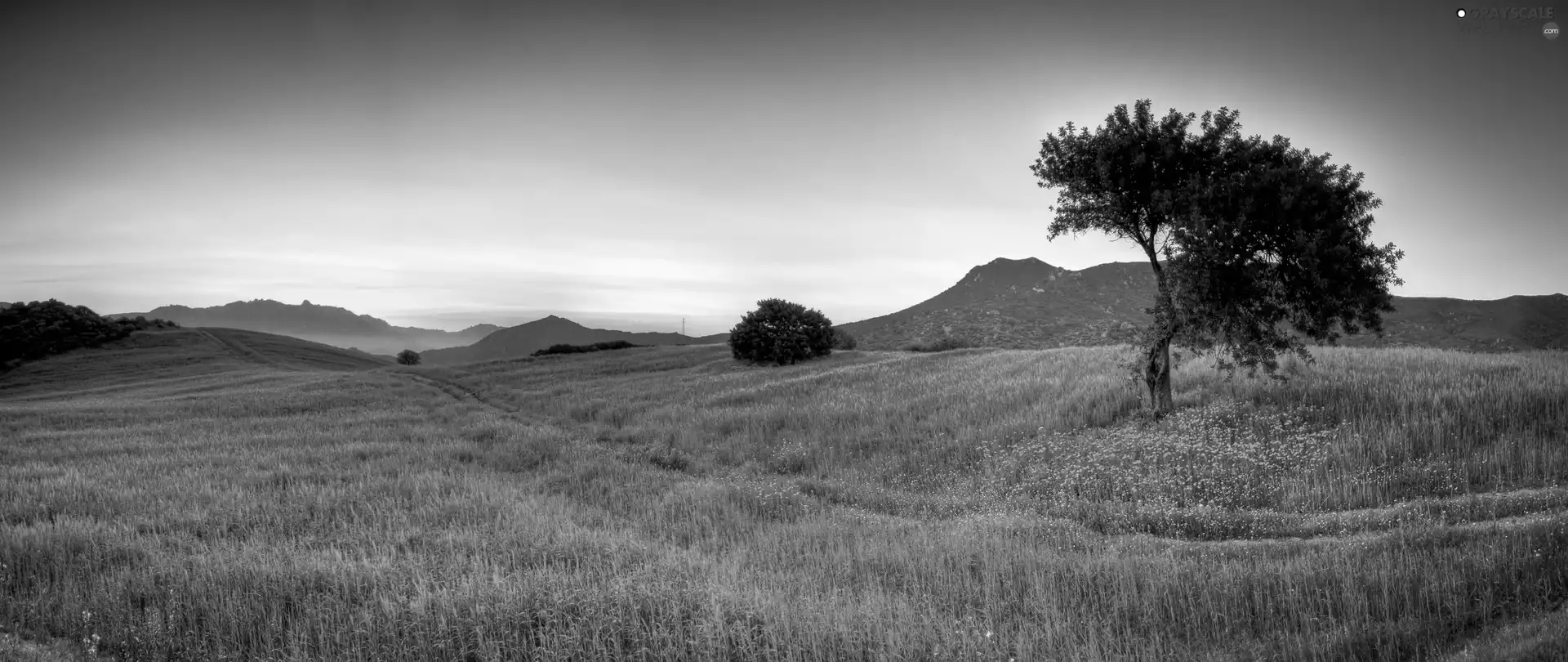 Meadow, Mountains, The Hills, Path, sun, viewes, trees, west