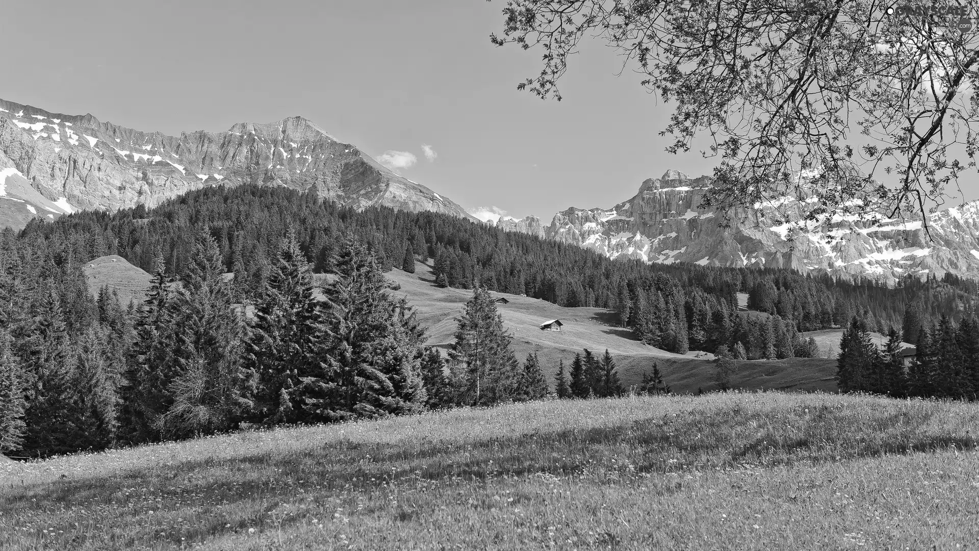 Meadow, Mountains, woods