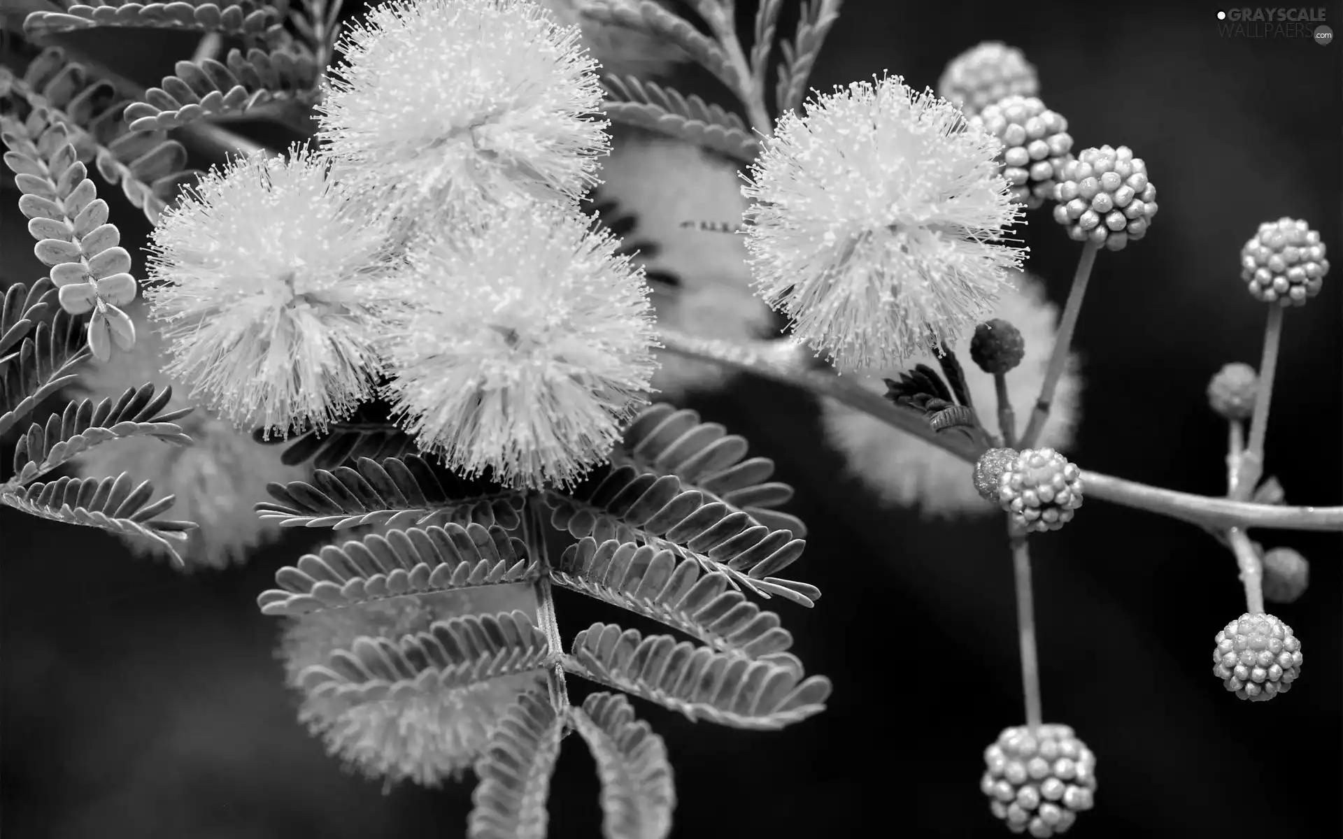 mimosa, Flowers, yellow