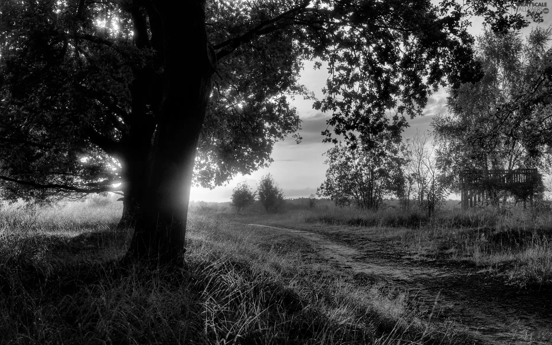 morning, Sunrise, Way, trees, Field