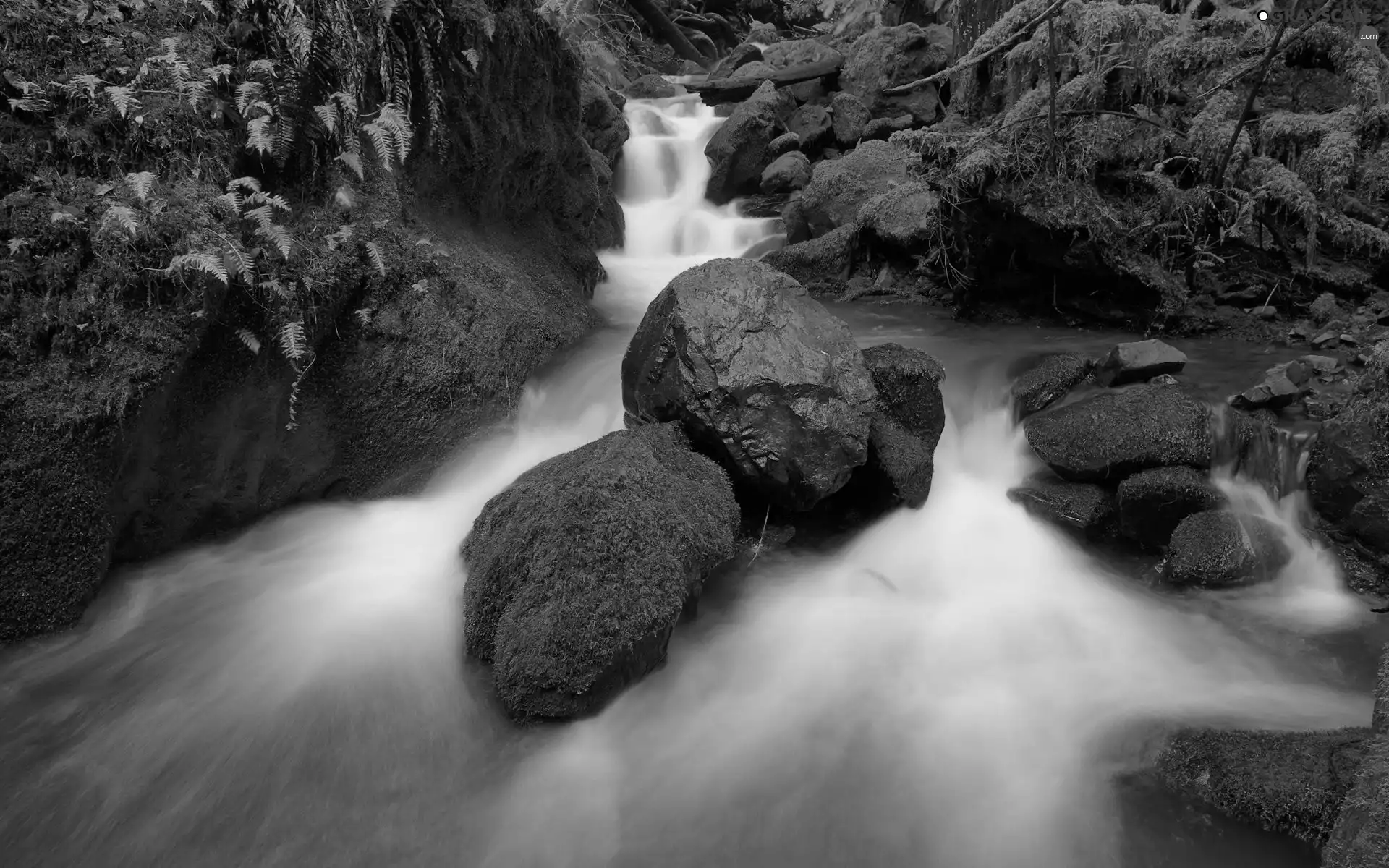 Moss, fern, stream, Stones, rapid