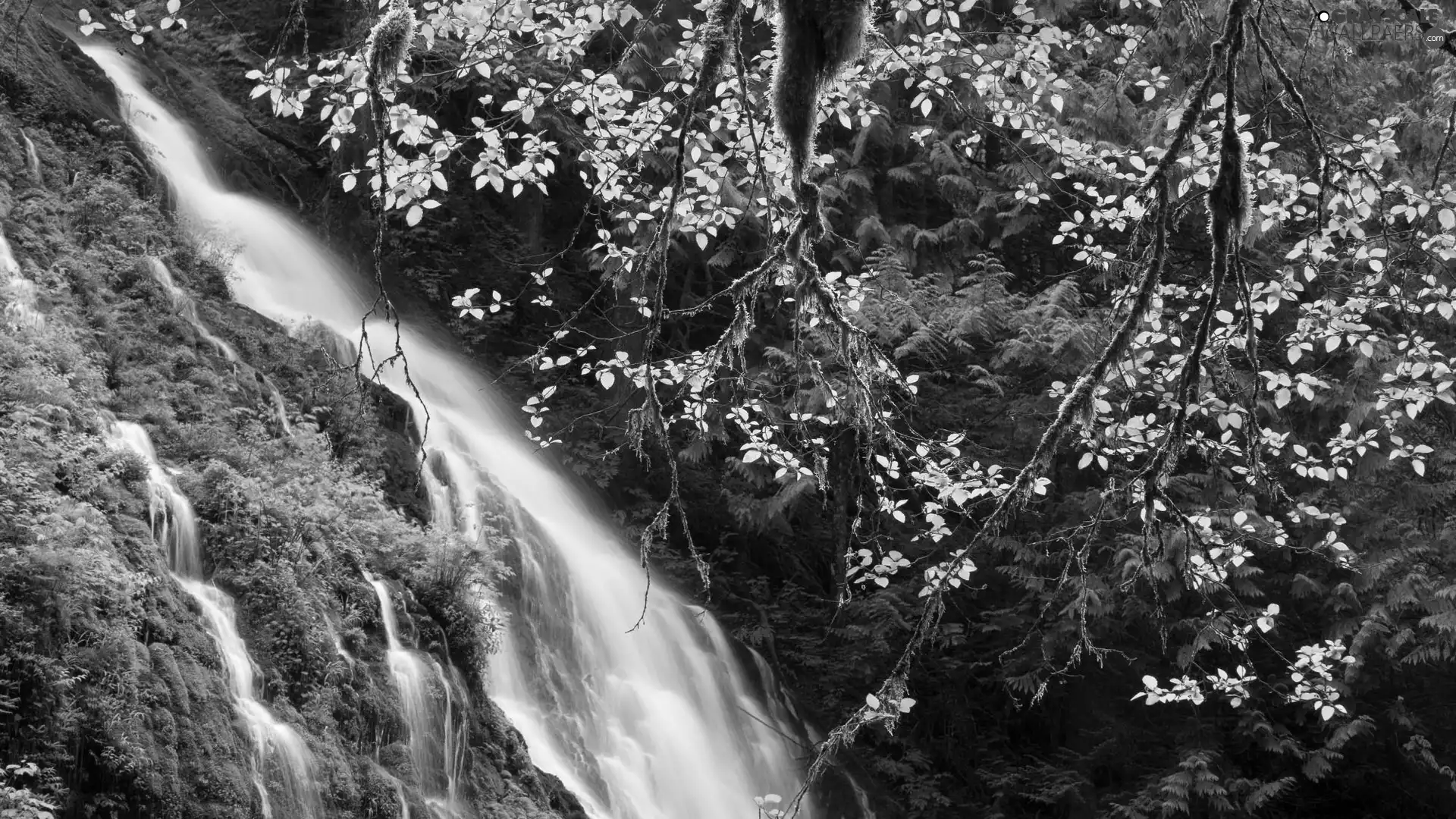 waterfall, Moss