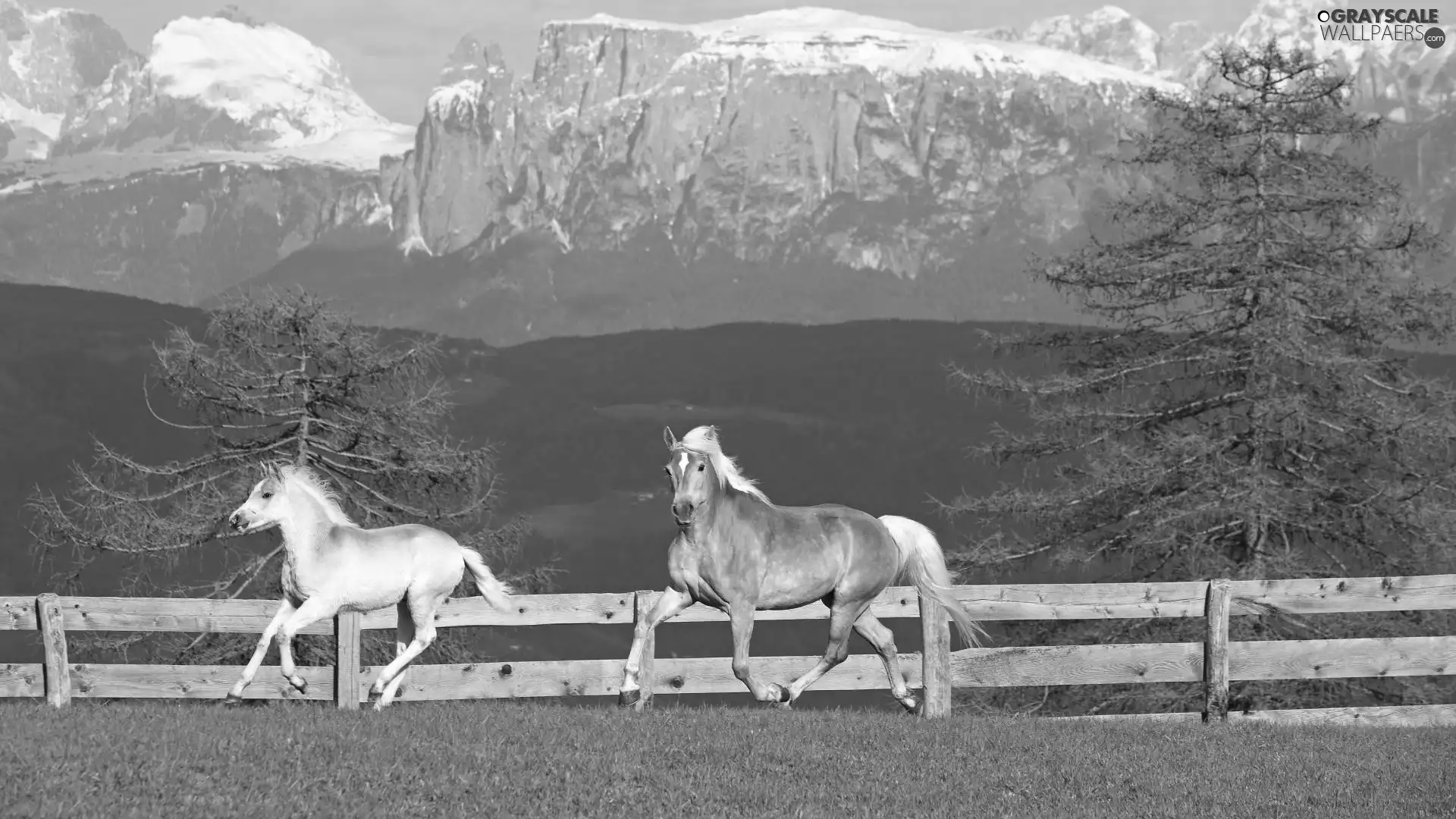 bloodstock, run, Mountains, pasture